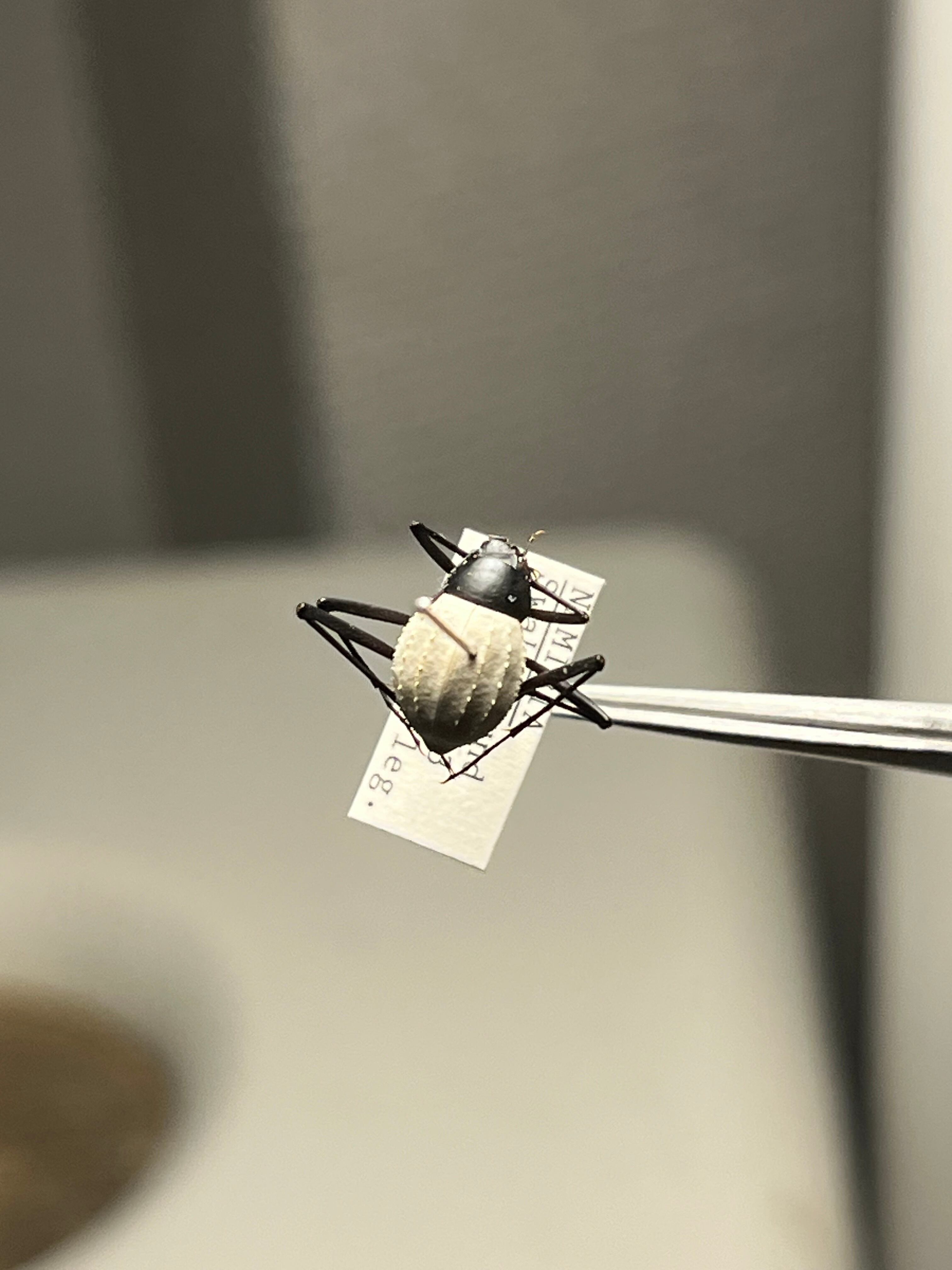 属内最高峰】パイザラゴミムシ 巨大 昆虫標本 標本 甲虫 オサムシ