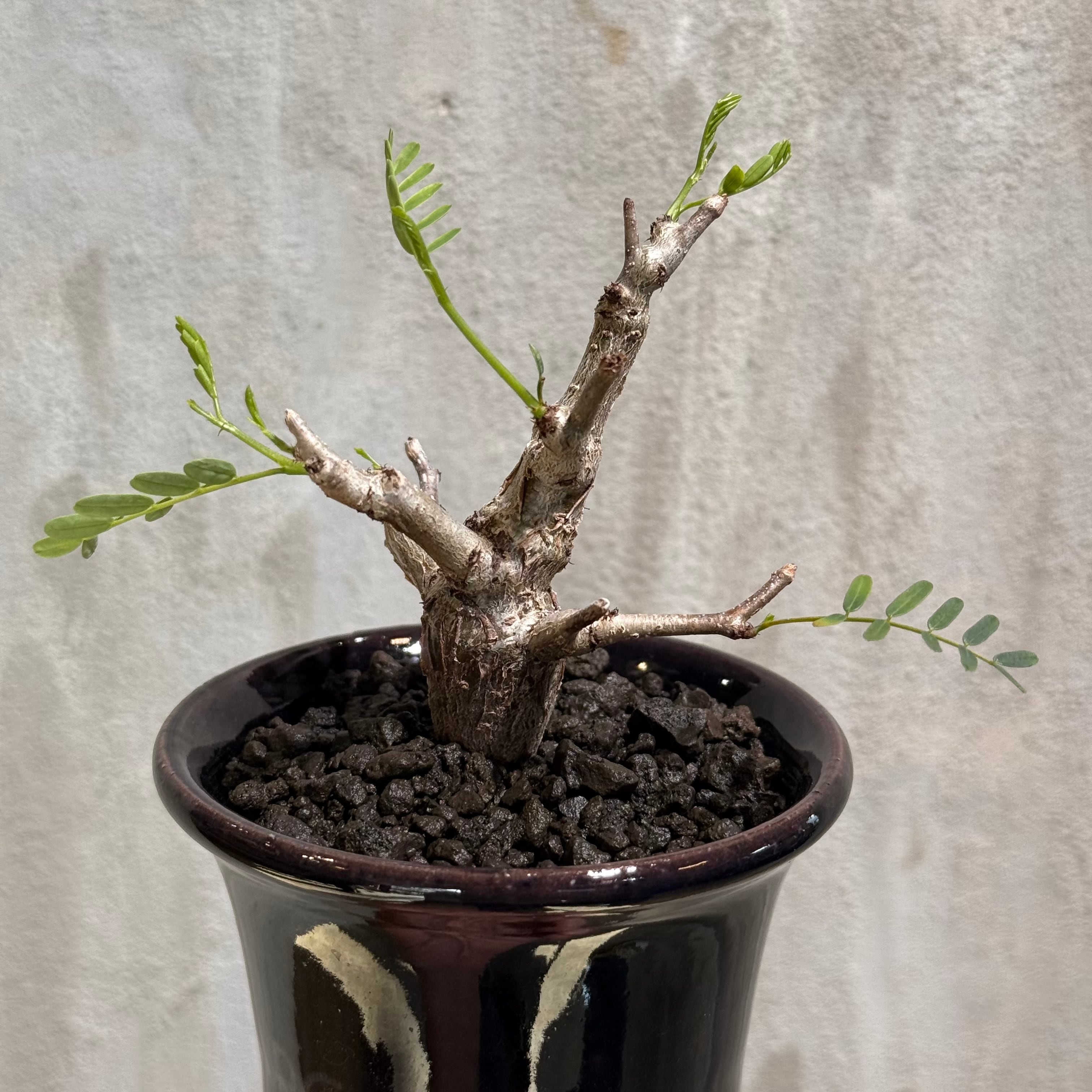 ボコボコ肌　センナ　メリディオナリス 大株（鉢付き) 植物×鉢】センナ メリディオナリス × ARCH ネームポット | A-PLANTS