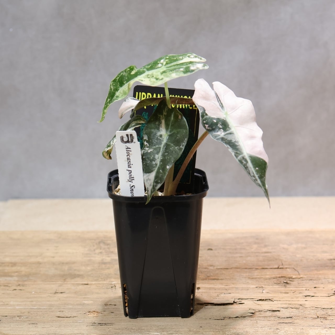 332 雪の結晶をまとう『アロカシア 5 Alocasia polly Snowflake