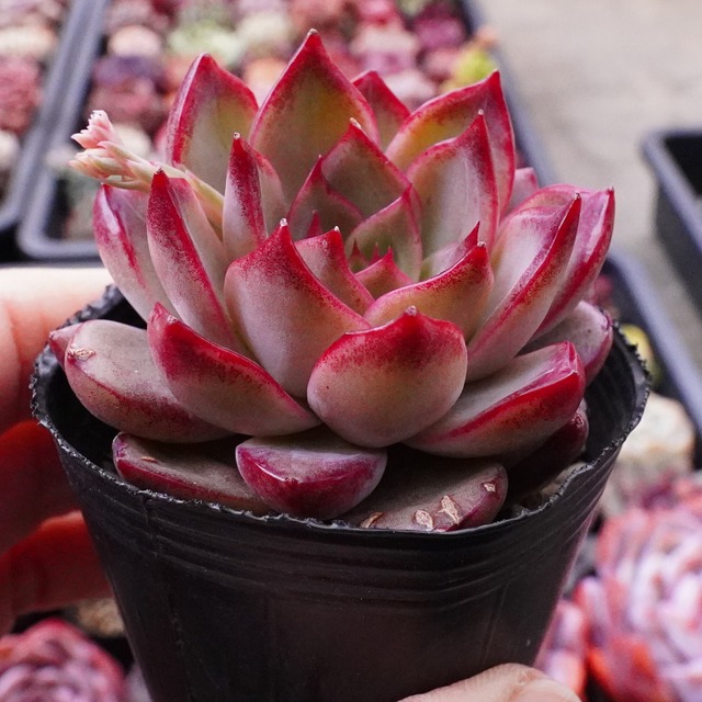 ※新品種※【アップリア】美苗　エケベリア　韓国多肉