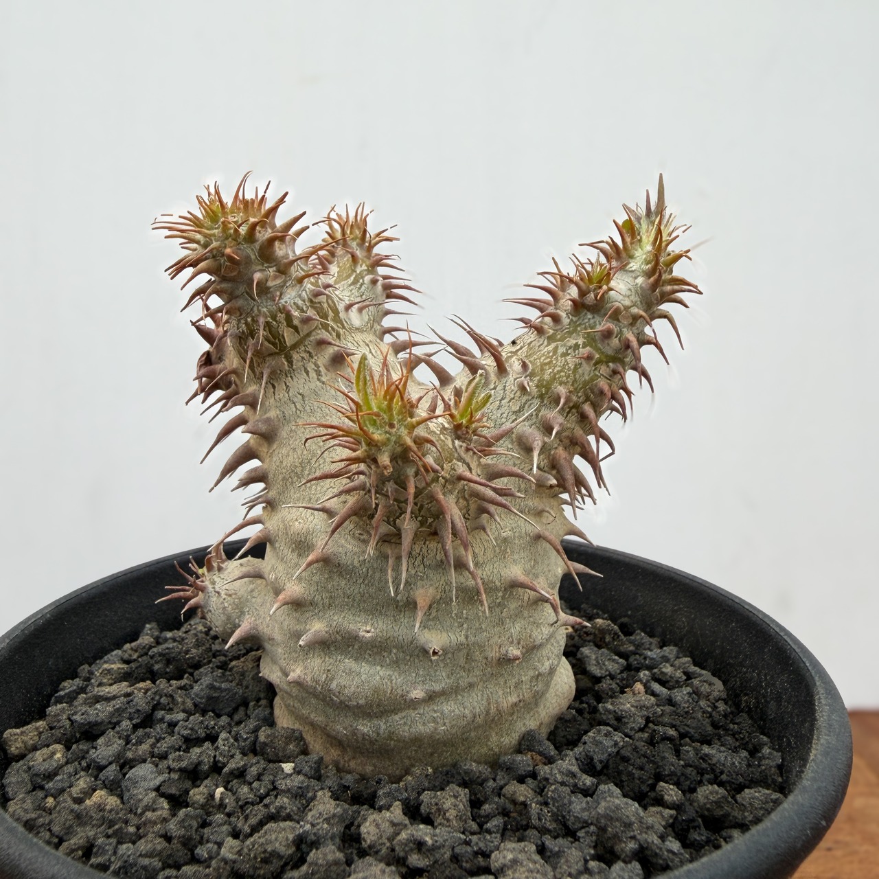 Pachypodium makayense【パキポディウム・マカイエンセ・実生】