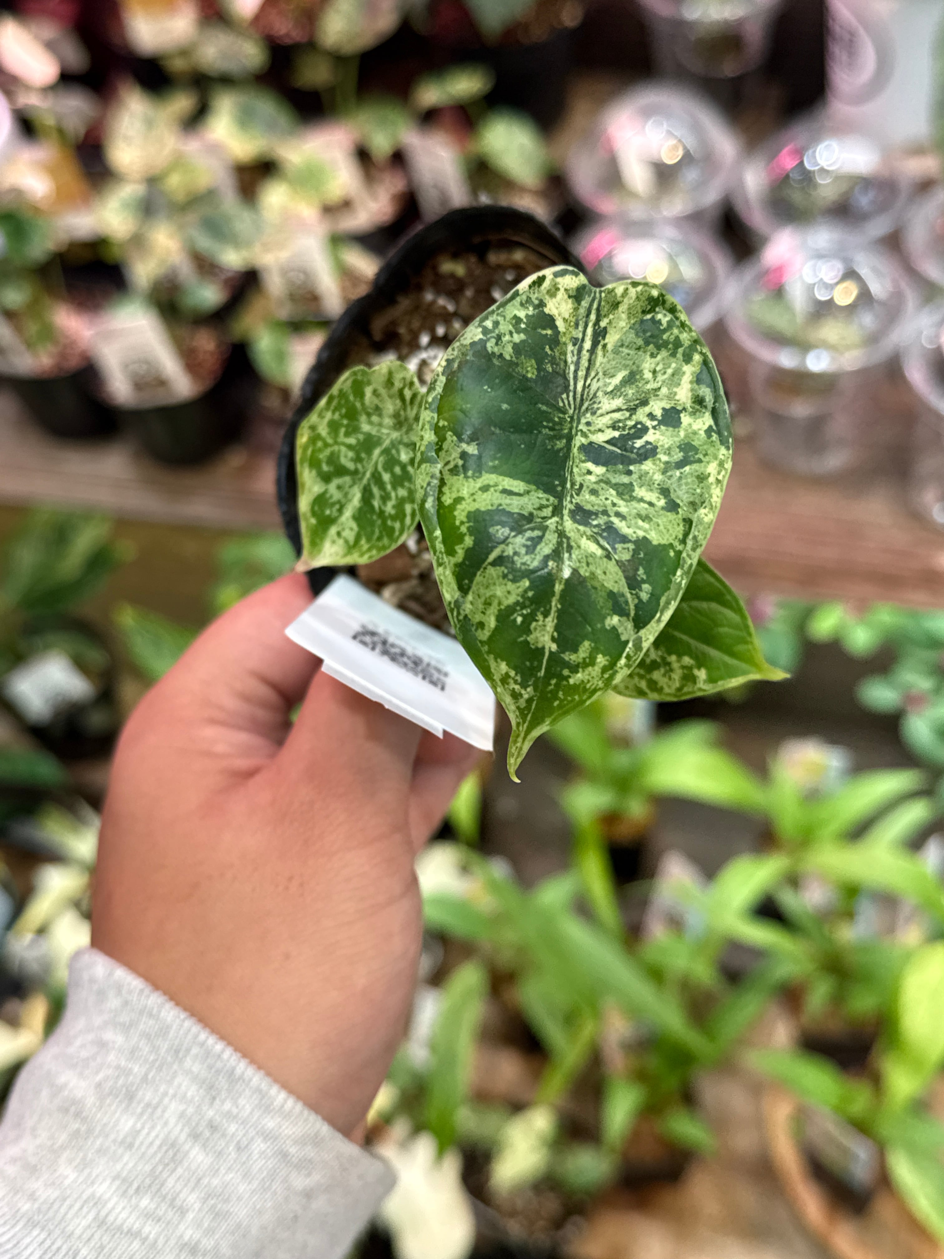 ④アロカシア ドラゴンスケールミント斑入り | Gardenえん 【観葉熱帯