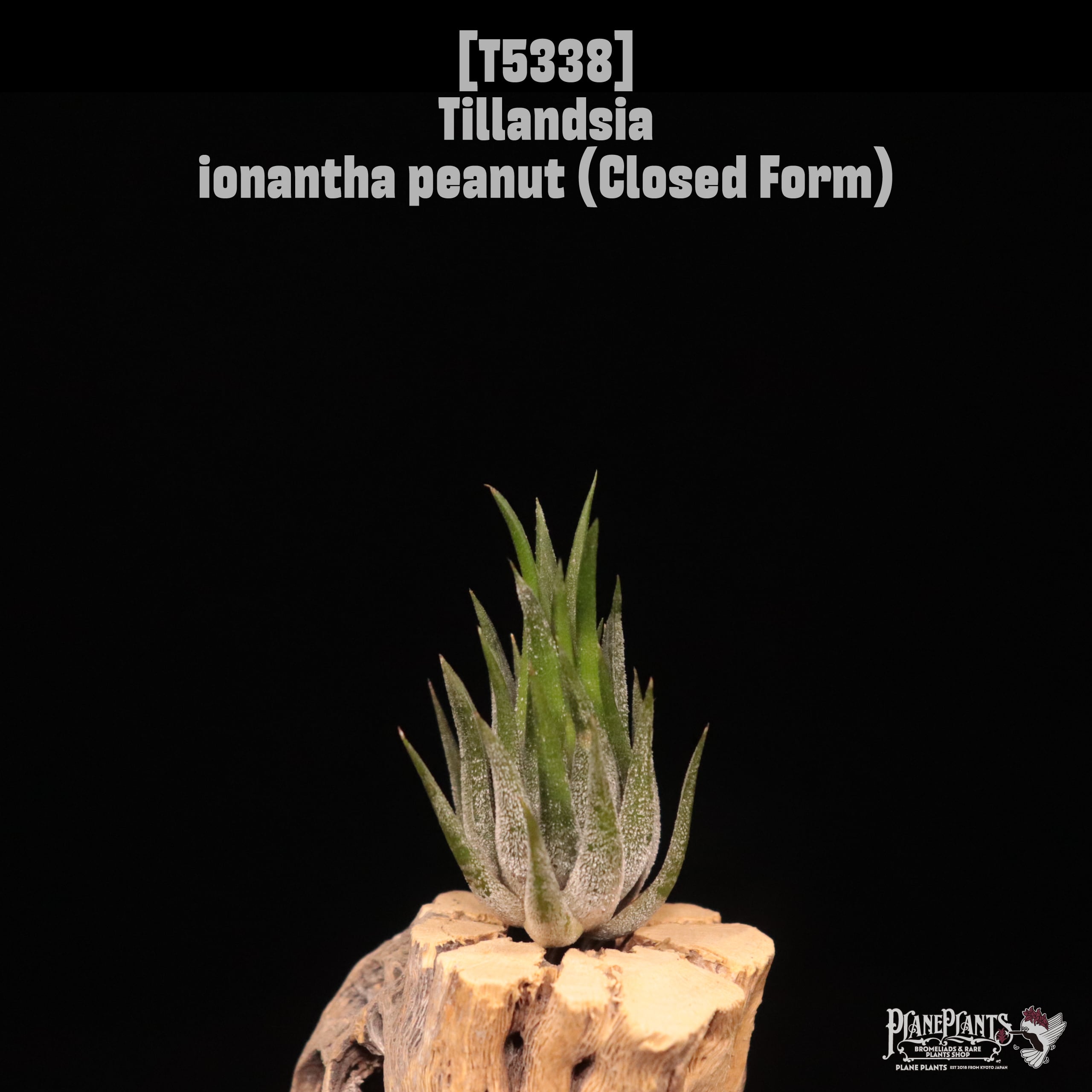 送料無料】ionantha 'Peanut' (Closed Form)〔エアプランツ〕現品発送