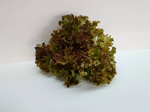 ブーケレタス 350g×2pc