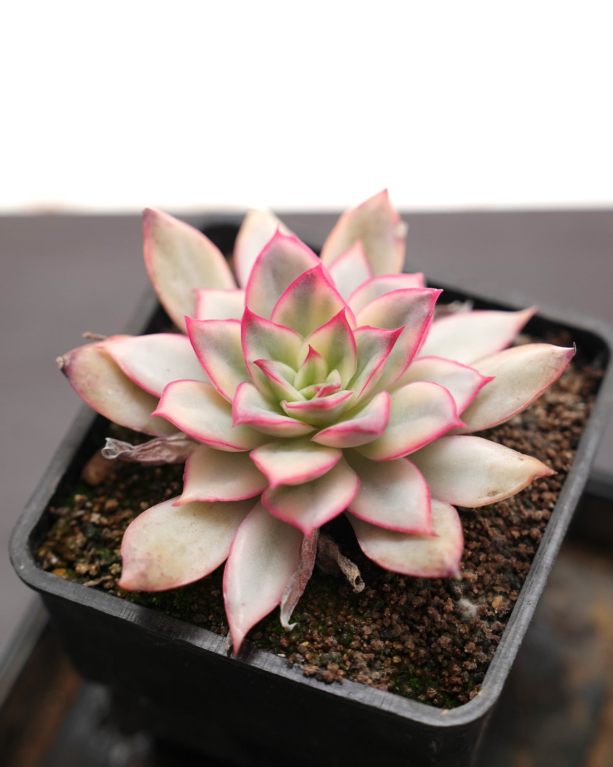 抜き苗 氷山 Agave victoriae-reginae 'Hyouzan' | PUKUBOOK SUCCULENTS