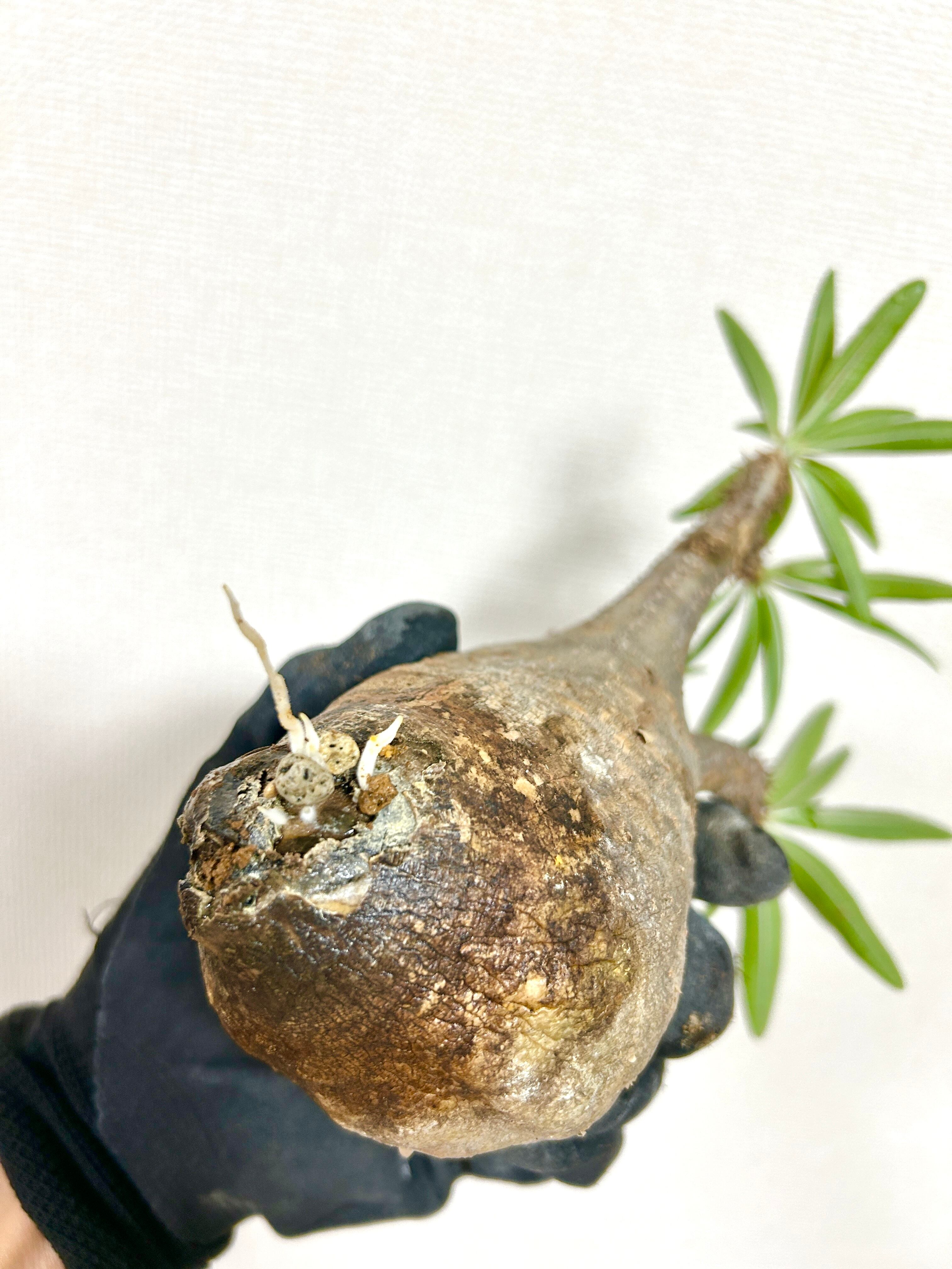 パキポディウム・グラキリス｜ゴツゴツ質感が魅力の荒肌株【モルタル鉢仕立て】