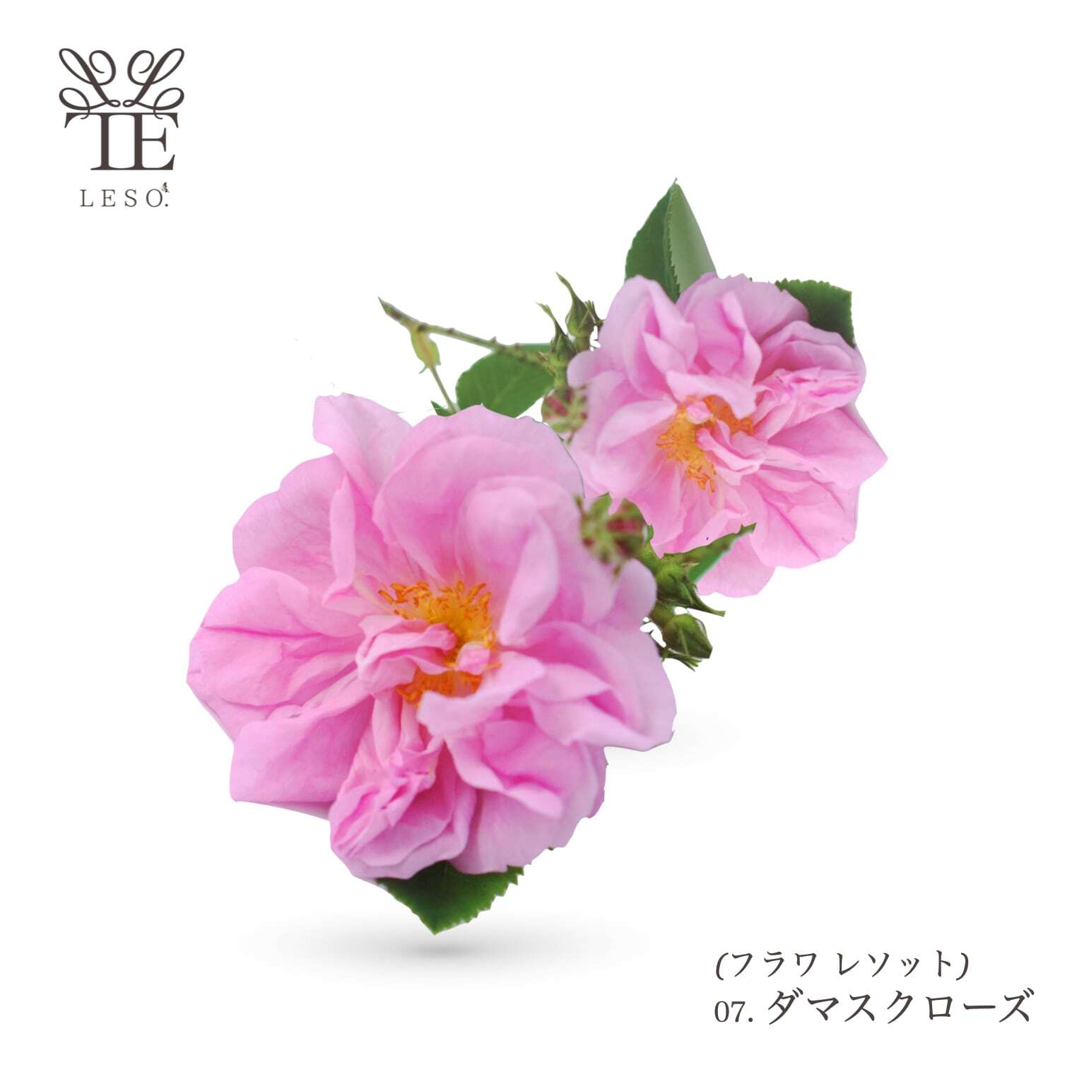 本物の花の香り【 ダマスク ローズ 】< フラワー レソット > アロマ