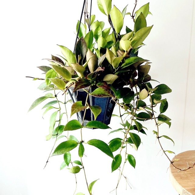 【残り一点】ホヤ サンライズ 希少 観葉植物【calm cafe × GreenBell】