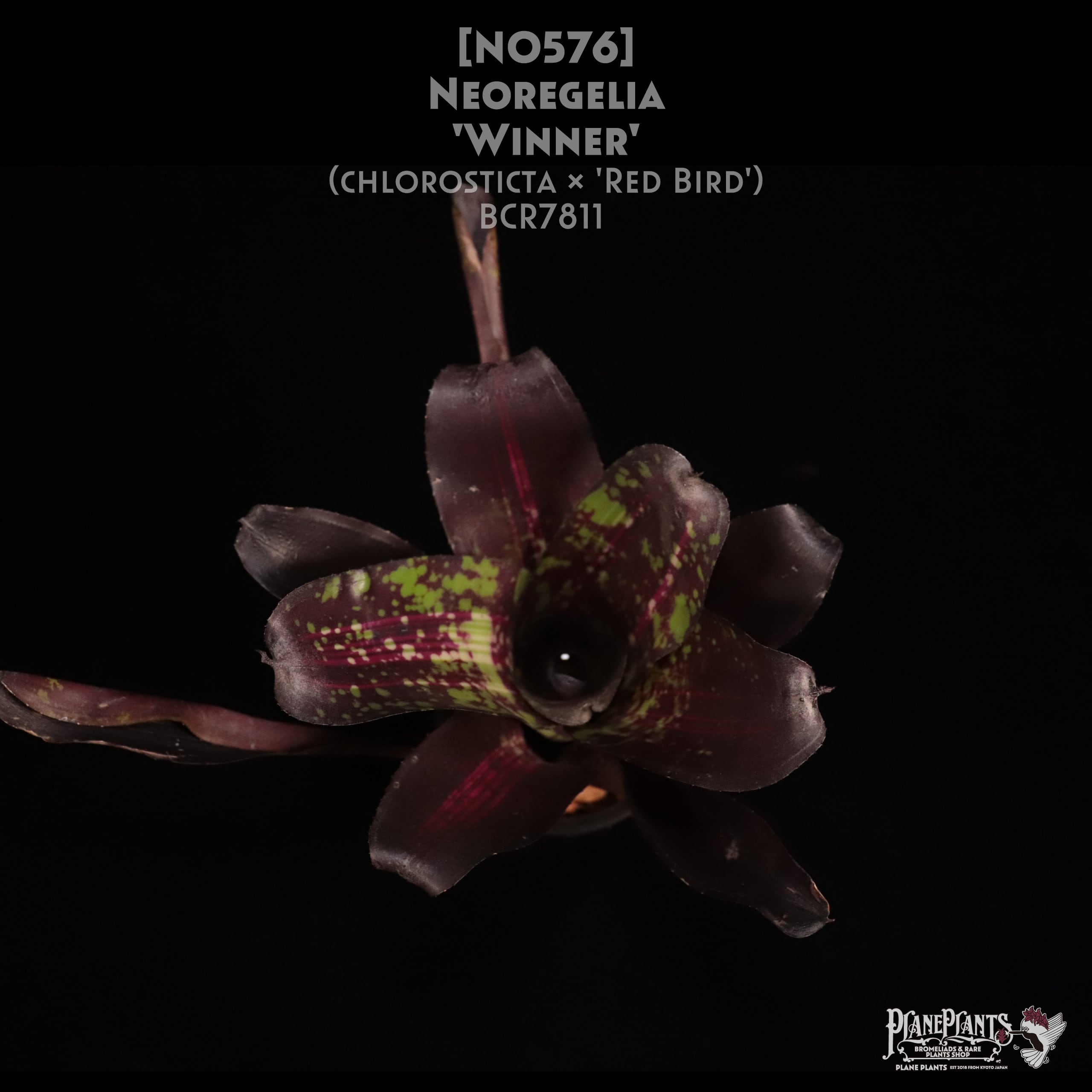 【送料無料】Neoregelia 'Winner'〔ネオレゲリア〕現品発送N0576