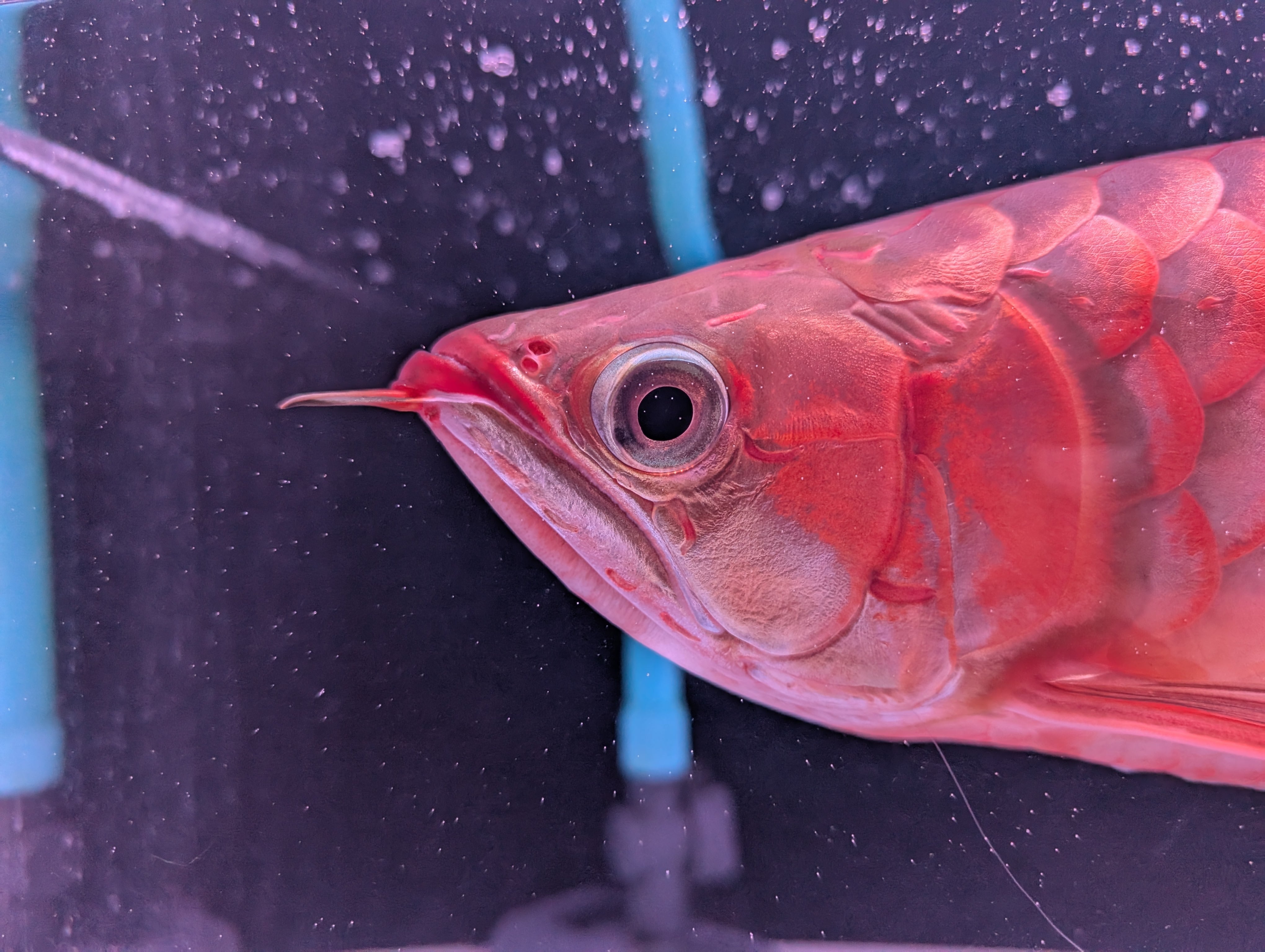 新作ハンドメイド 41cmアロワナ フィギュア レプリカ 熱帯魚 紅龍