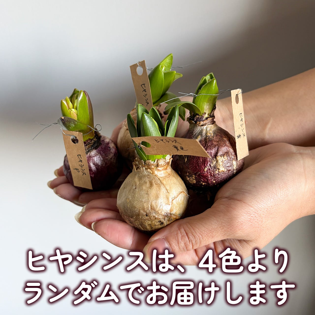 数量限定〉花つき球根 ミニチューリップとヒヤシンス 7球セット