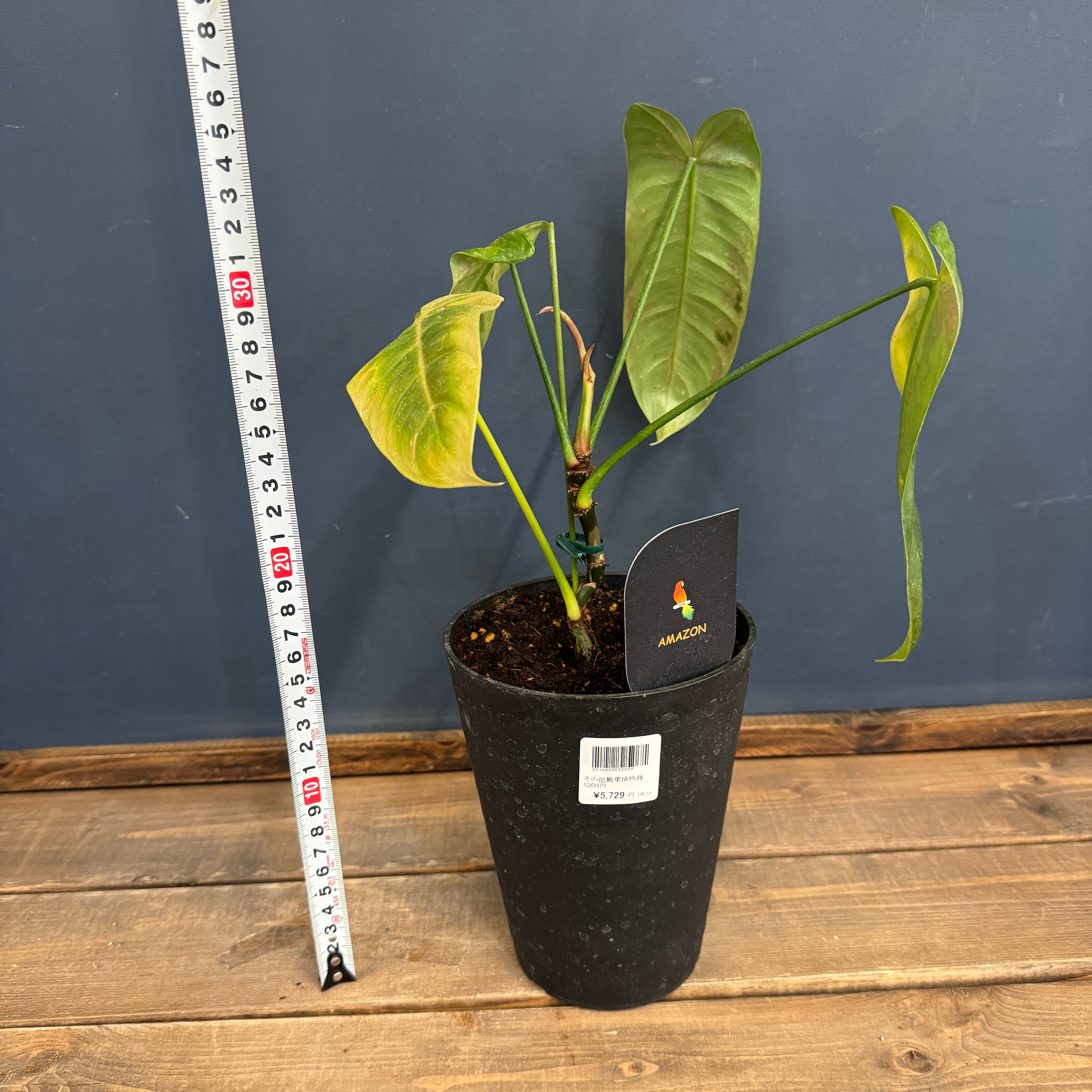 クリアランス】フィロデンドロン テヌー【122】 | PROTOLEAF プロトリーフ