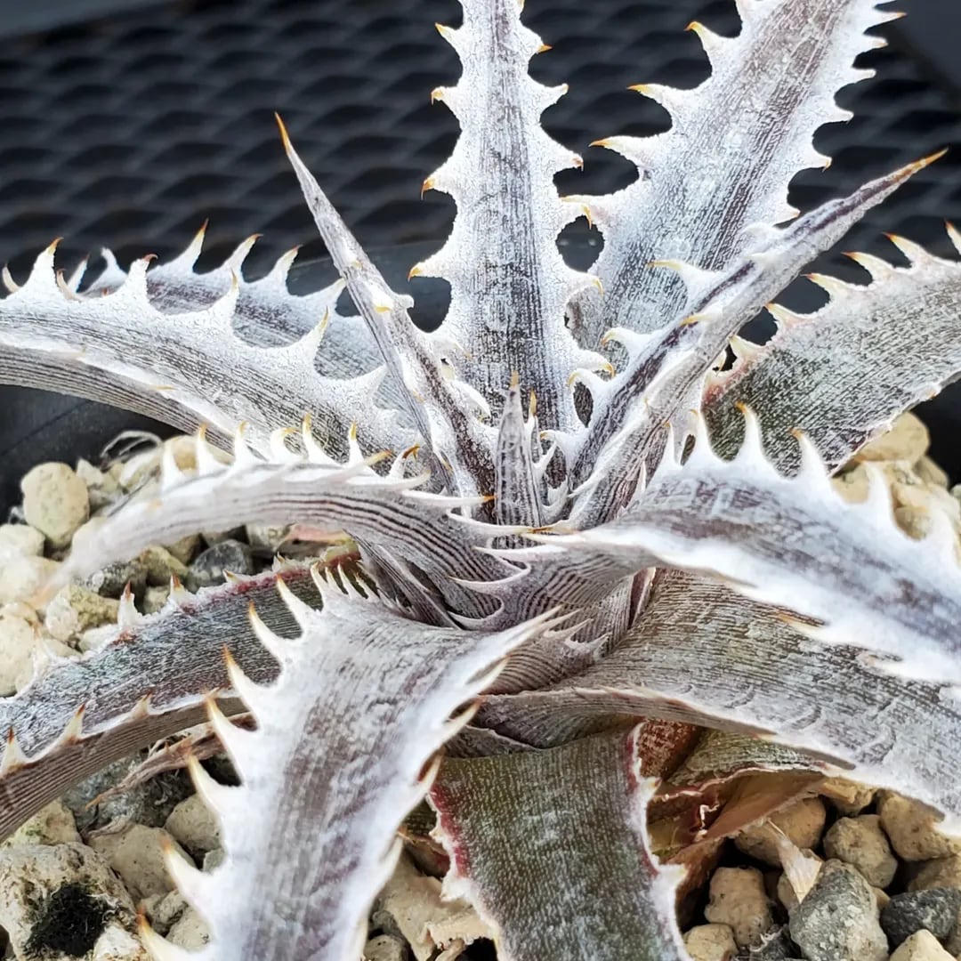 F00500_Dyckia 'Little Wing' F2 (NNN-LWF2-002)：ディッキア・リトル