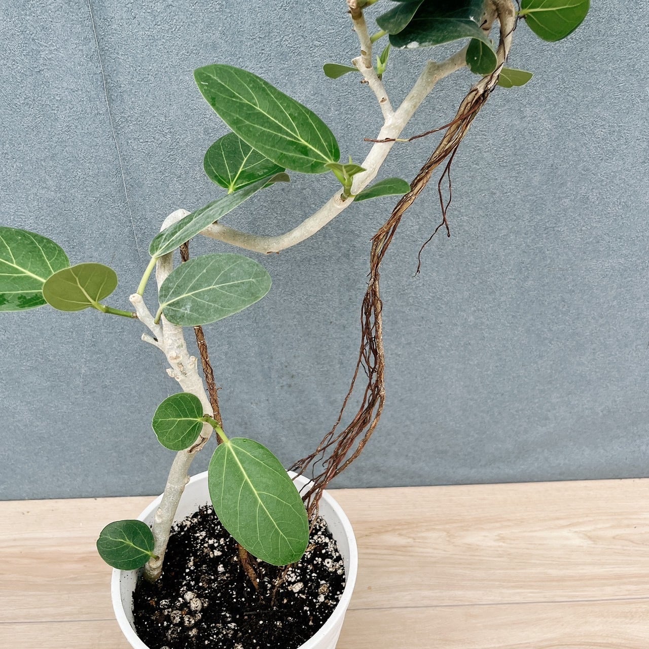 現品］10番 フィカス ベンガレンシス 曲がり 6号 観葉植物 室内 ゴムの