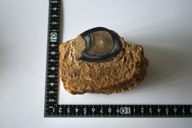 ワイオミング州産珪化木 Araucarioxylon 791