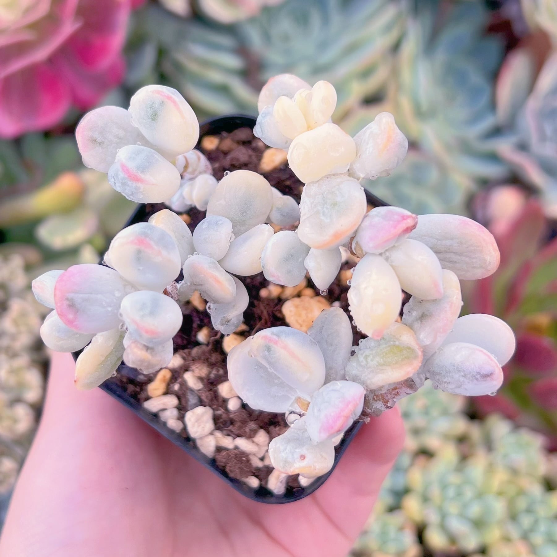 現品　達磨福娘錦#624　群生　るる農園