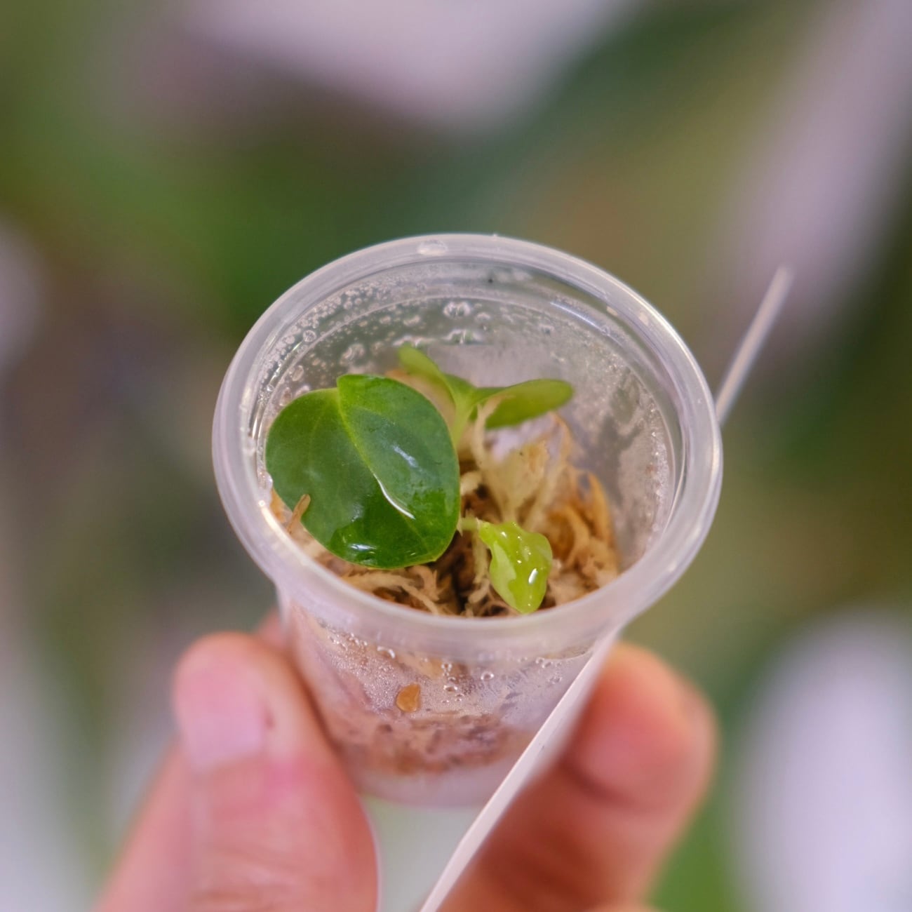 Anthurium BVEP Scott × BVEP Tezula｜実生・アンスリウム｜観葉植物