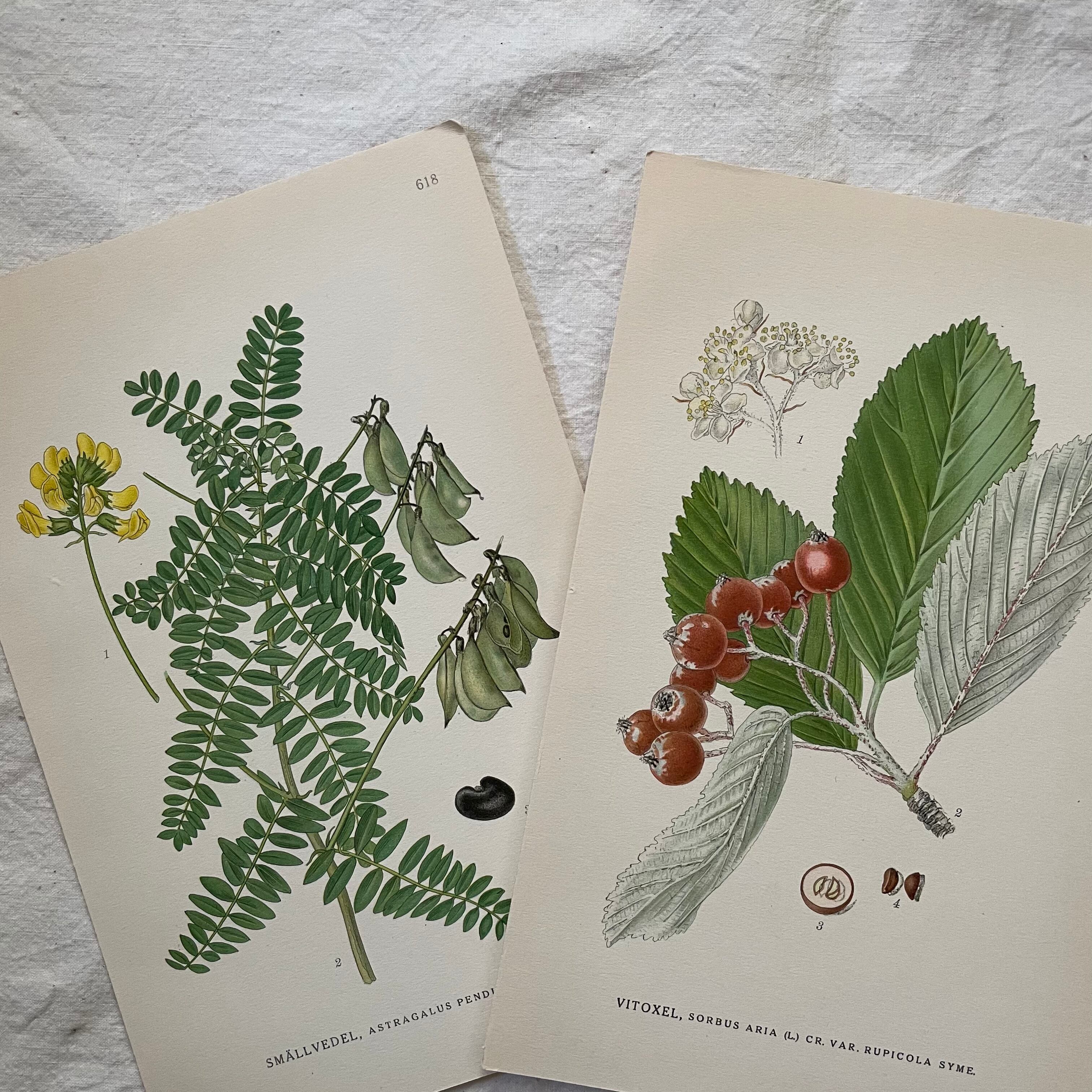 植物の紙セット26