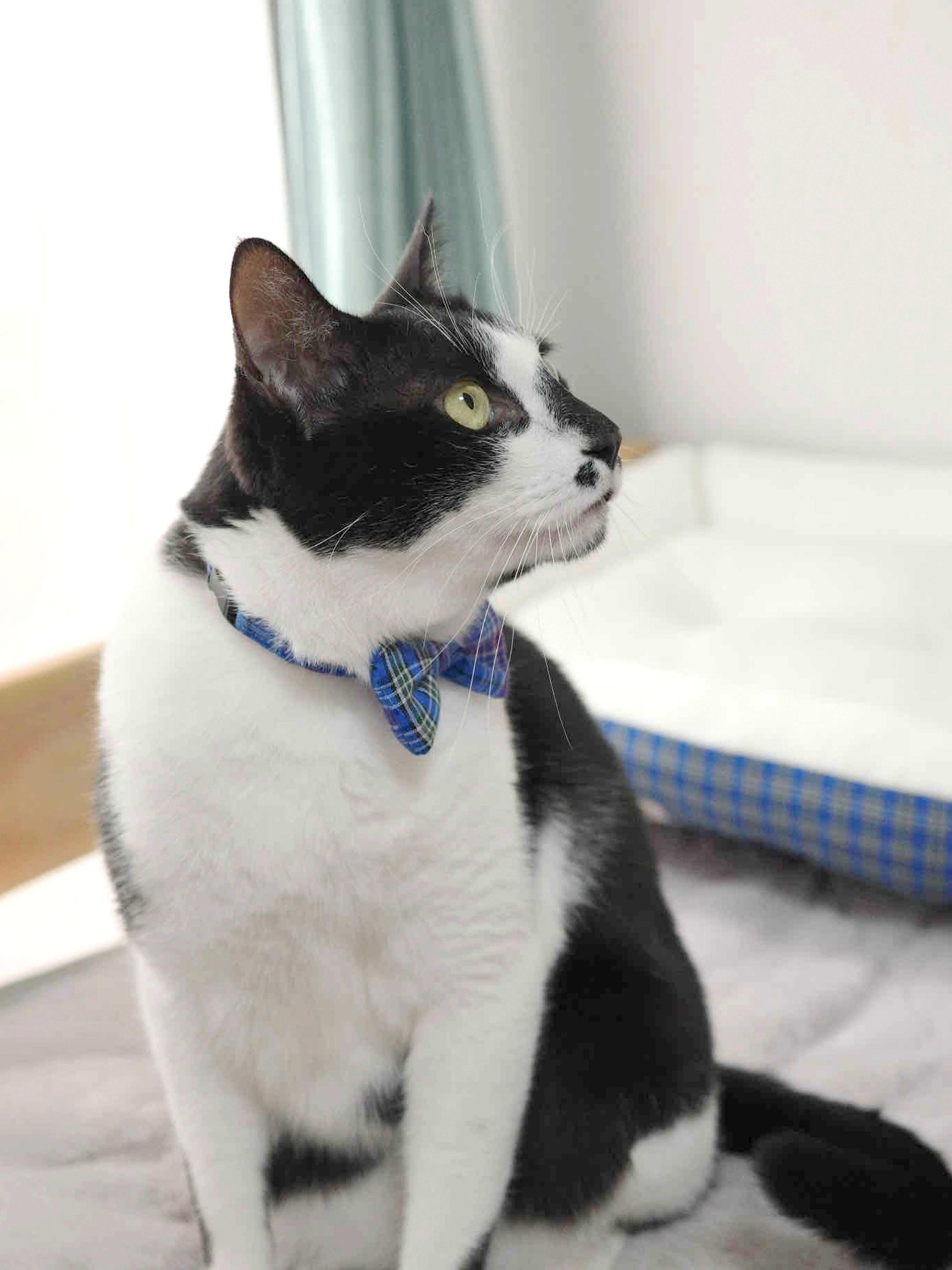 猫用リボン付き首輪｜肌にやさしいコットン素材｜*シュシュは