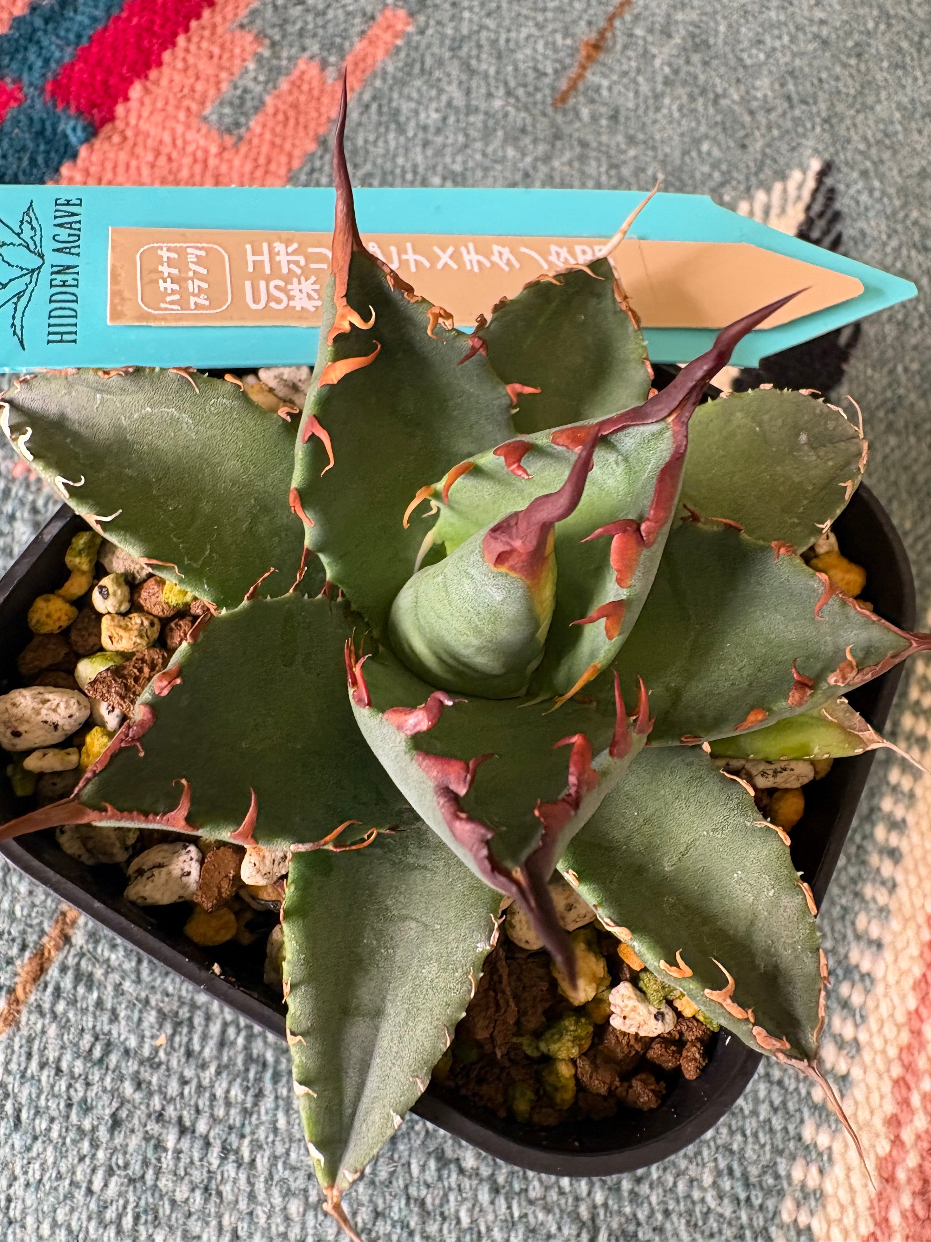 87PLANTS
