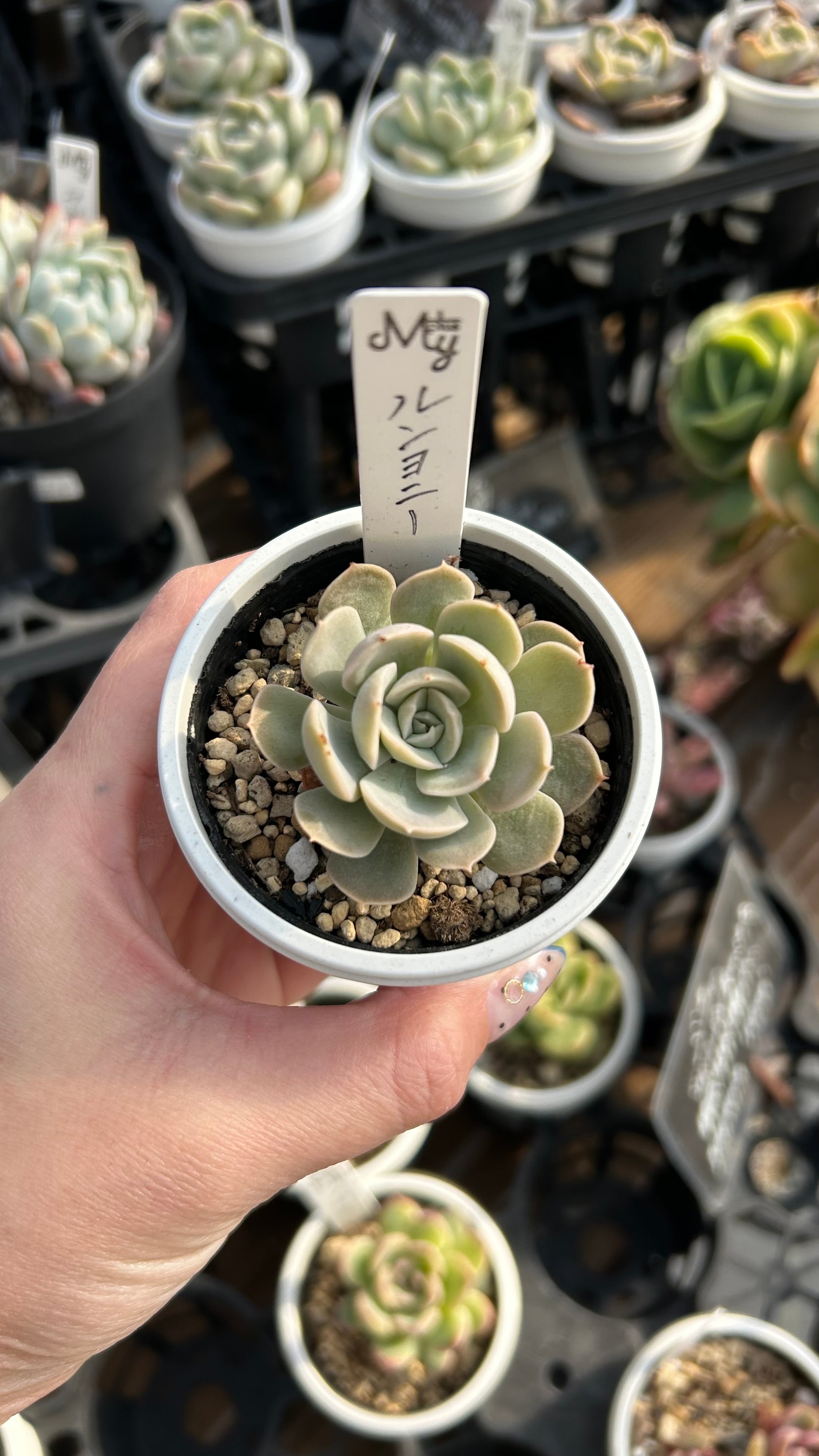 ルンヨニー 多肉植物 エケベリア 安心の生産ポットそのまま販売（8個