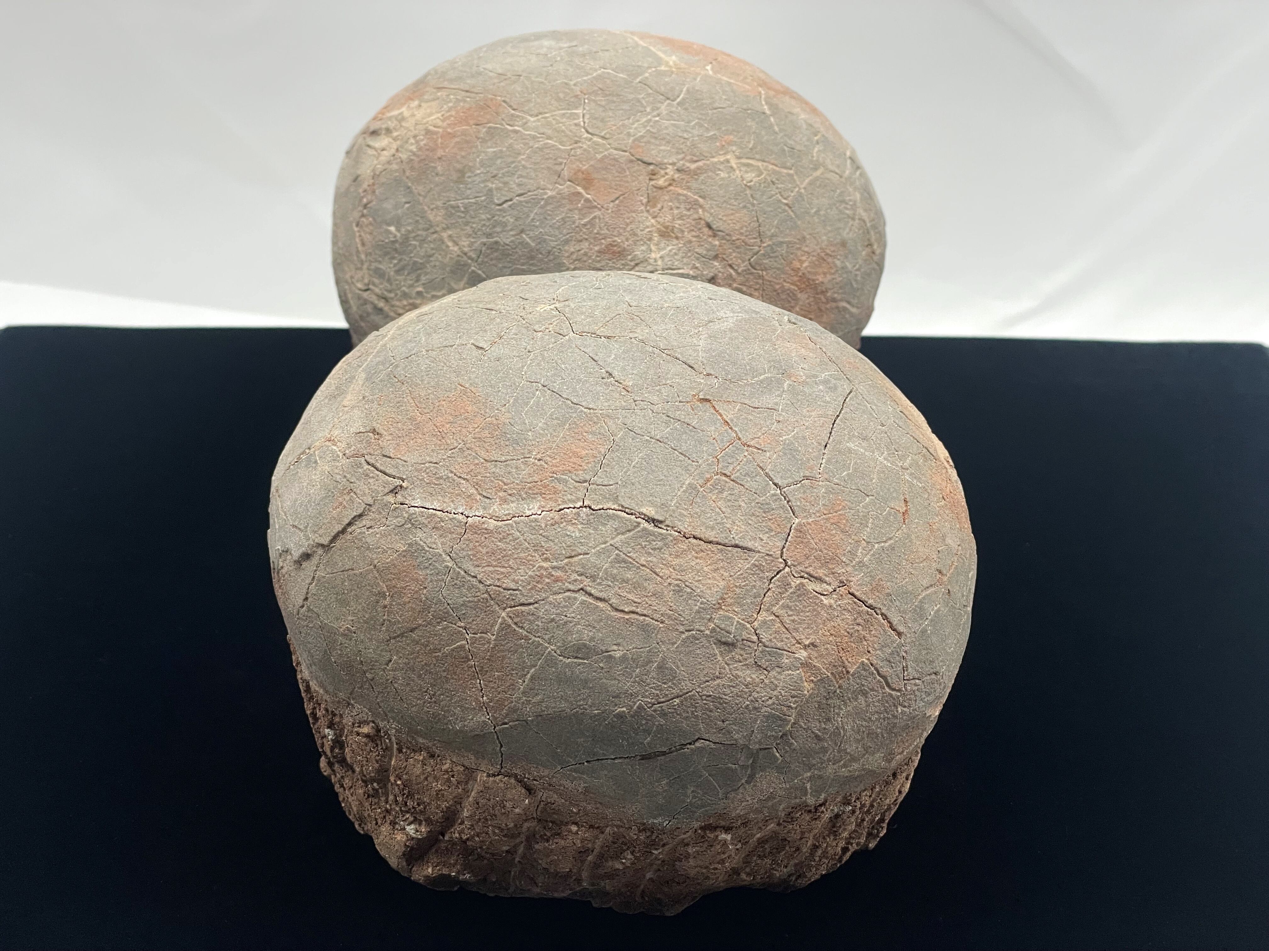 恐竜の卵の化石（レプリカ） | DantaliaN-outlet