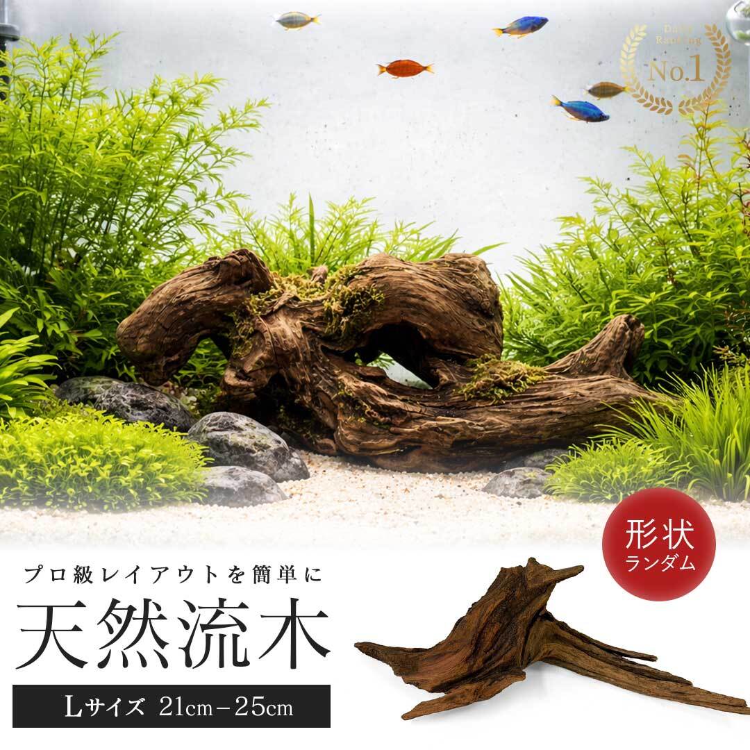 爬虫類　レイアウト　流木 アクアリウム 流木 ーVer2ー 形状お任せタイプ 21〜25cm 水槽撮影
