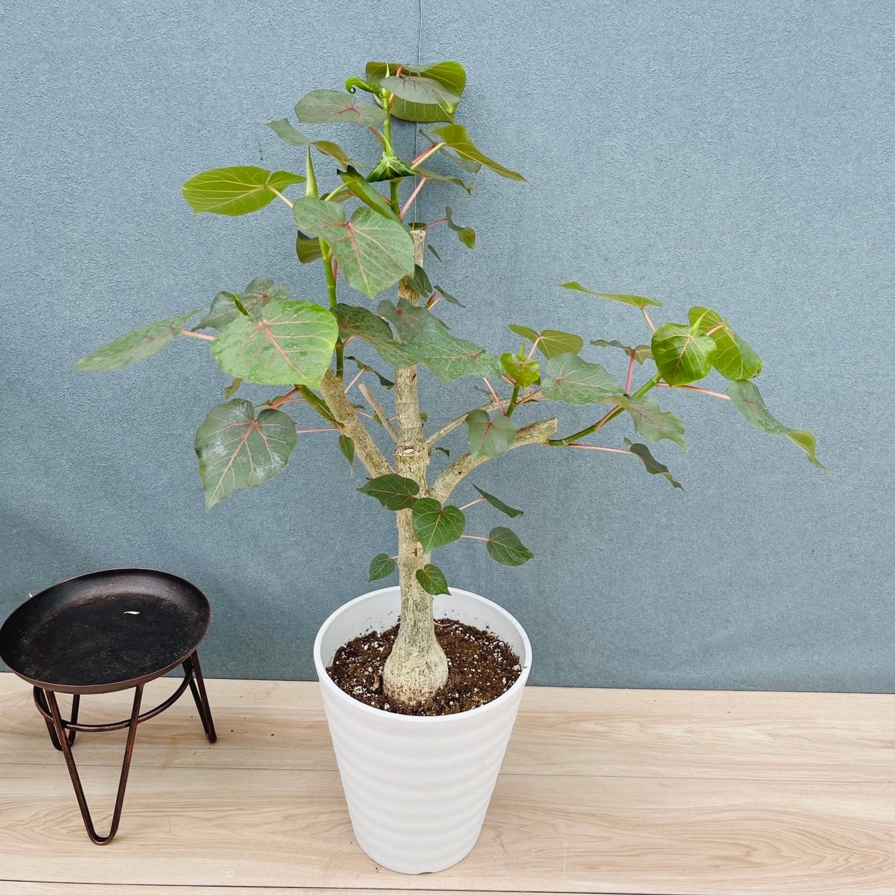 現品］1番 ユッカ エレファンティペス 斑入り 10号 観葉植物 室内 大型