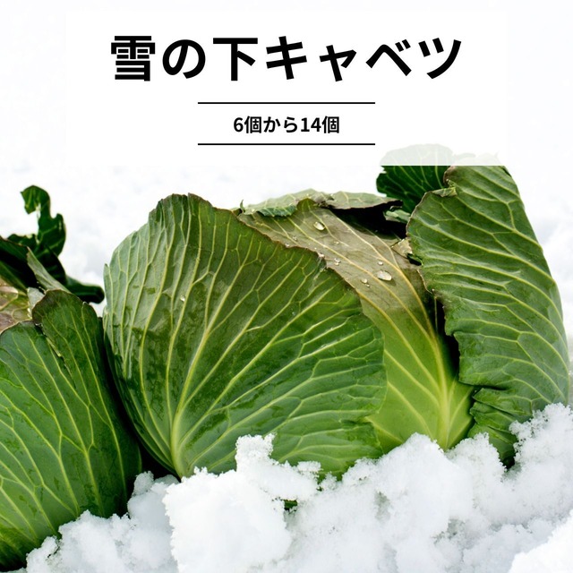 キャベツ 雪の下 8キロ 小玉 2月の直売野菜