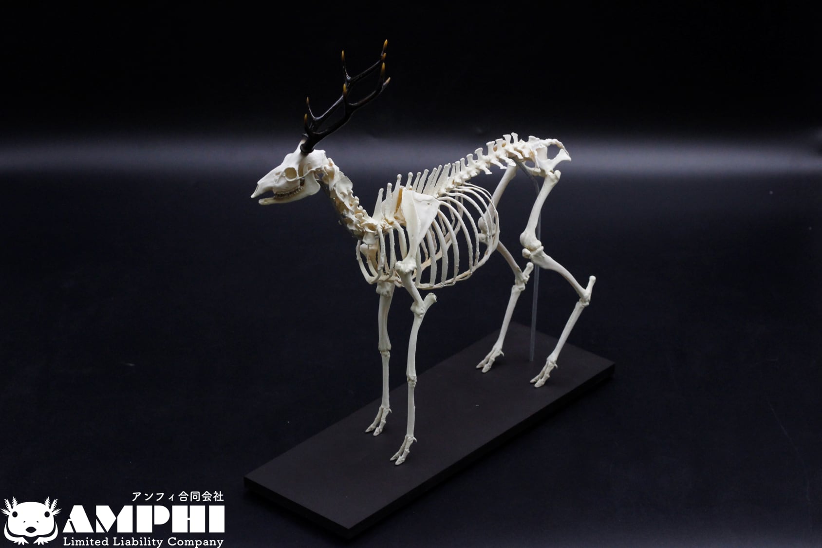 ニホンジカ 大きめサイズ！29cm縮小全身骨格レプリカ | アンフィ合同会社
