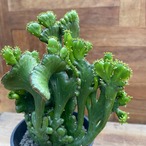 Euphorbia leucodendron【レウカデンドロン・綴化】