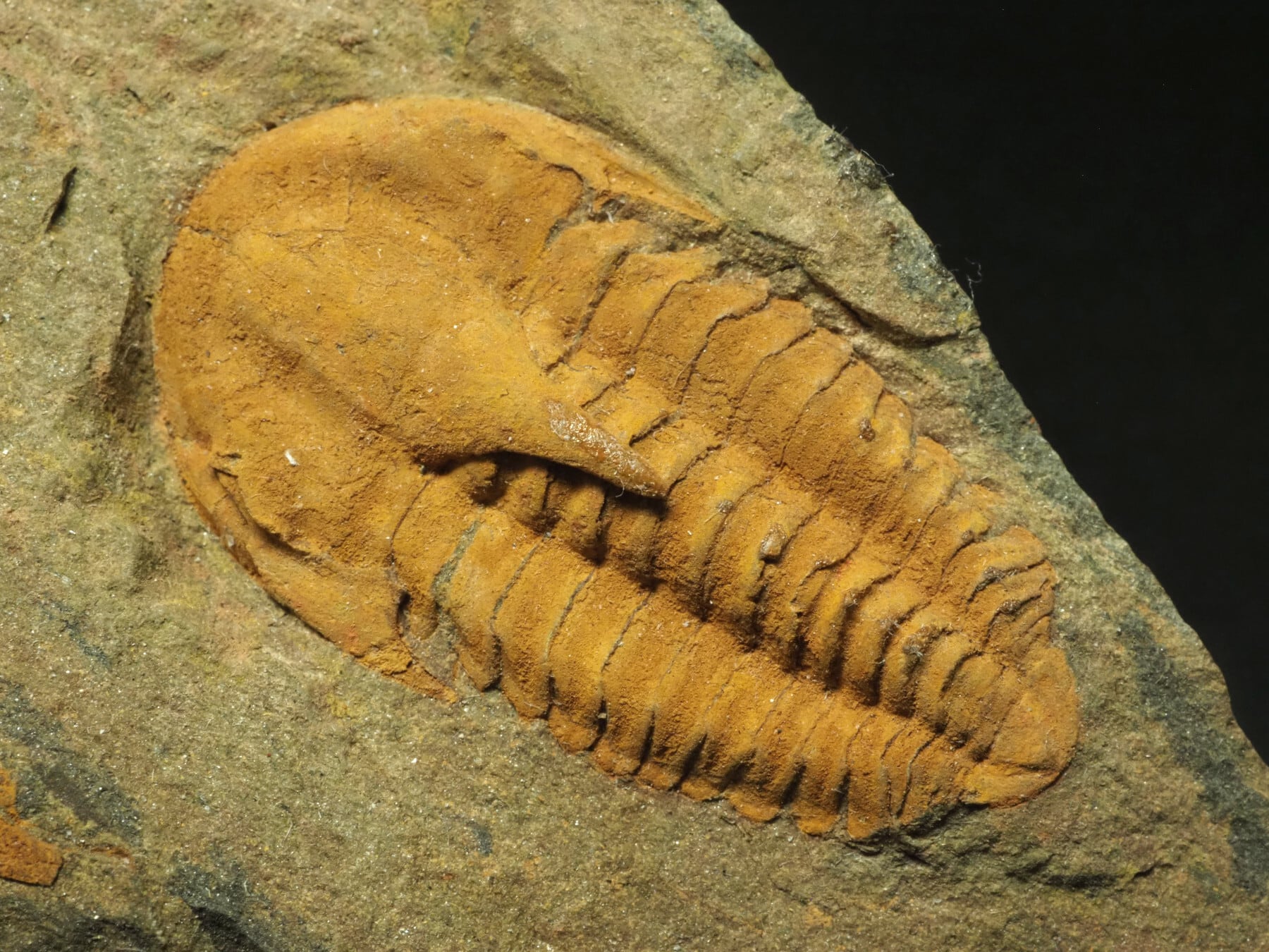 Trilobites / 三葉虫 | 化石・隕石・鉱物の販売 JURASSIC