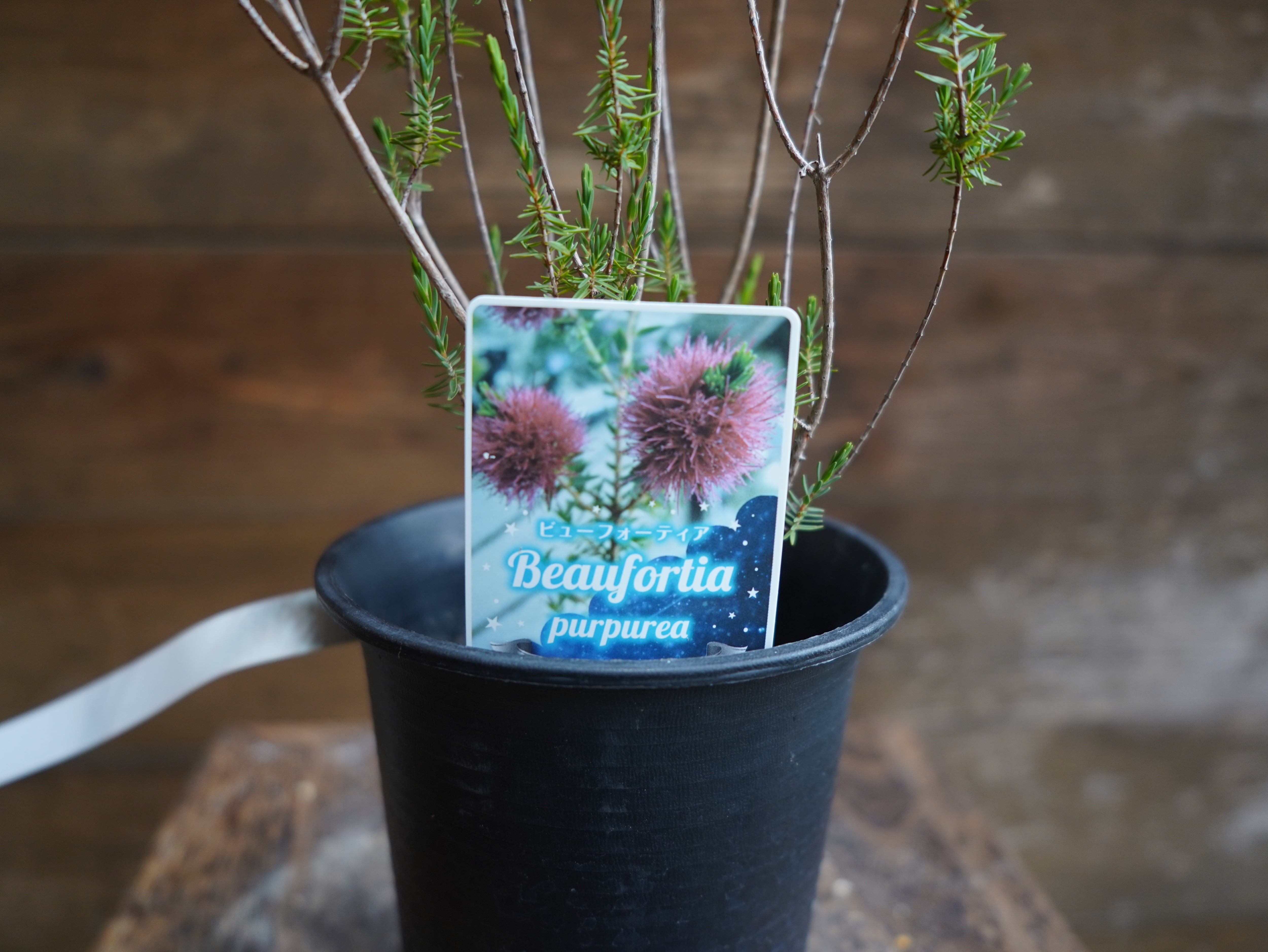 【現物】ビューフォーティア　プルプレア　A