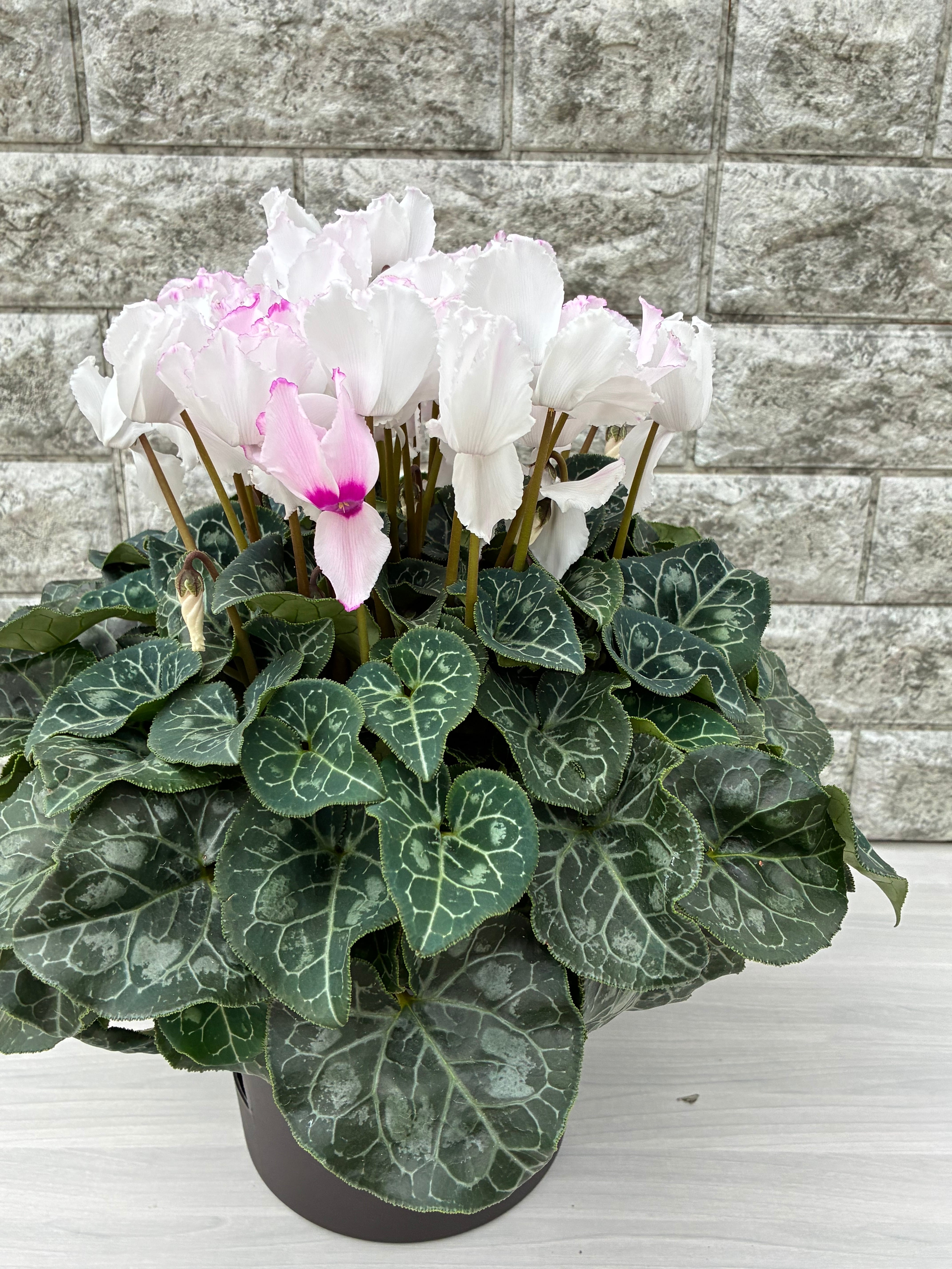 シクラメン6号鉢/クリスマスキャロル | 三浦園芸