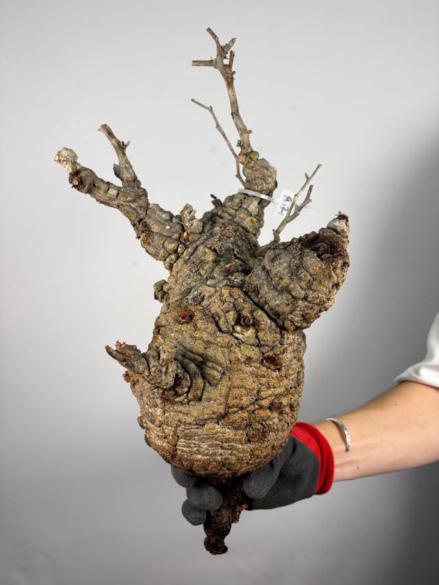 F159 現地発根株 オペルクリカリア パキプス 6/15 入荷 Operculicarya pachypus 塊根植物 現地球