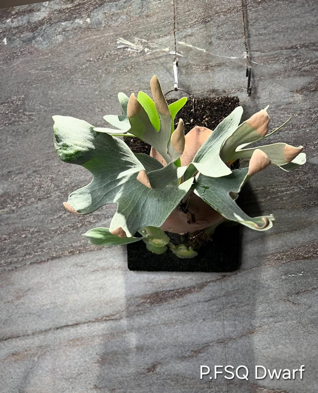 P. Willinckii cv. High Shield “Select Form” (sporelings
