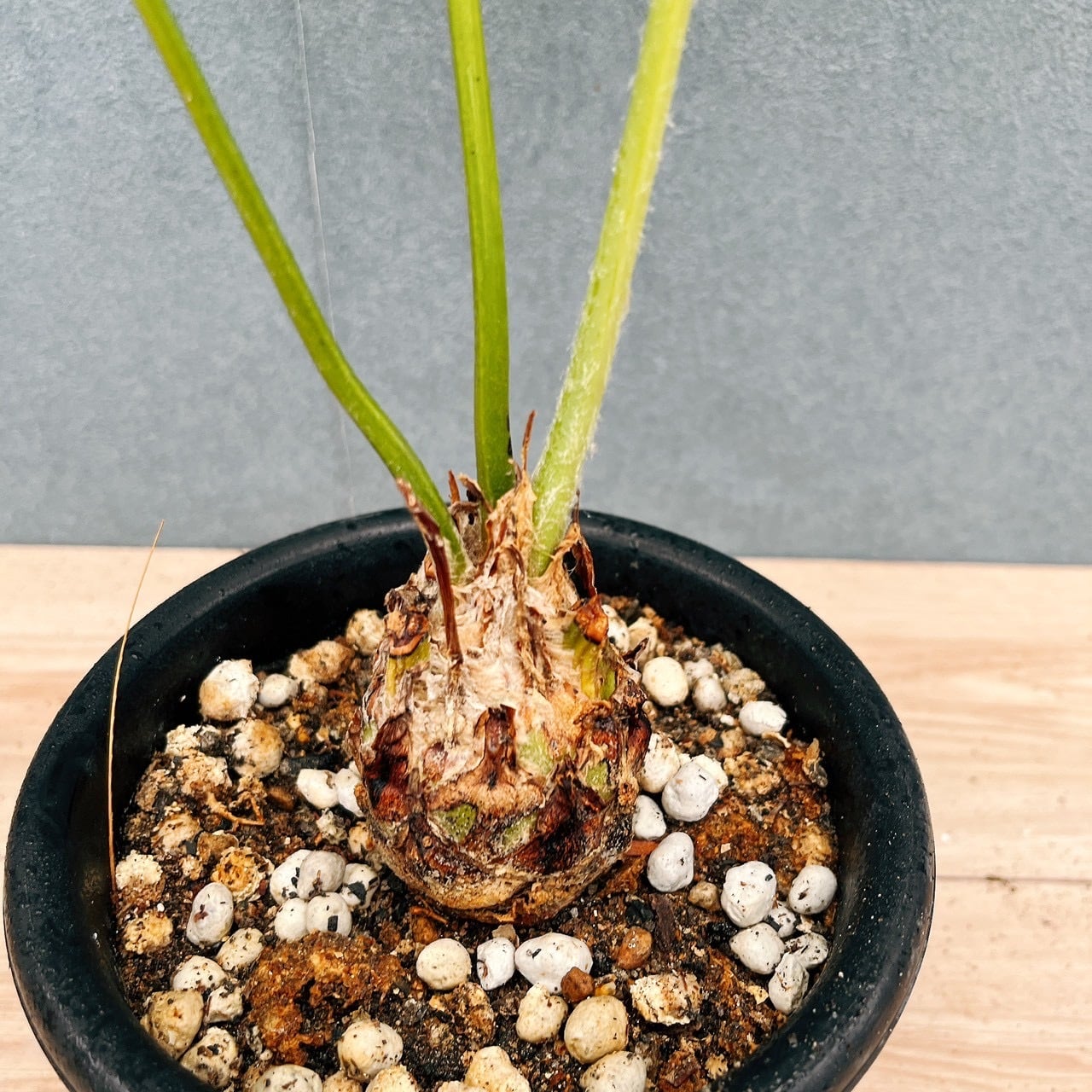 現品］【希少】34番 ディオーン スピヌロスム 5号 観葉植物 レア