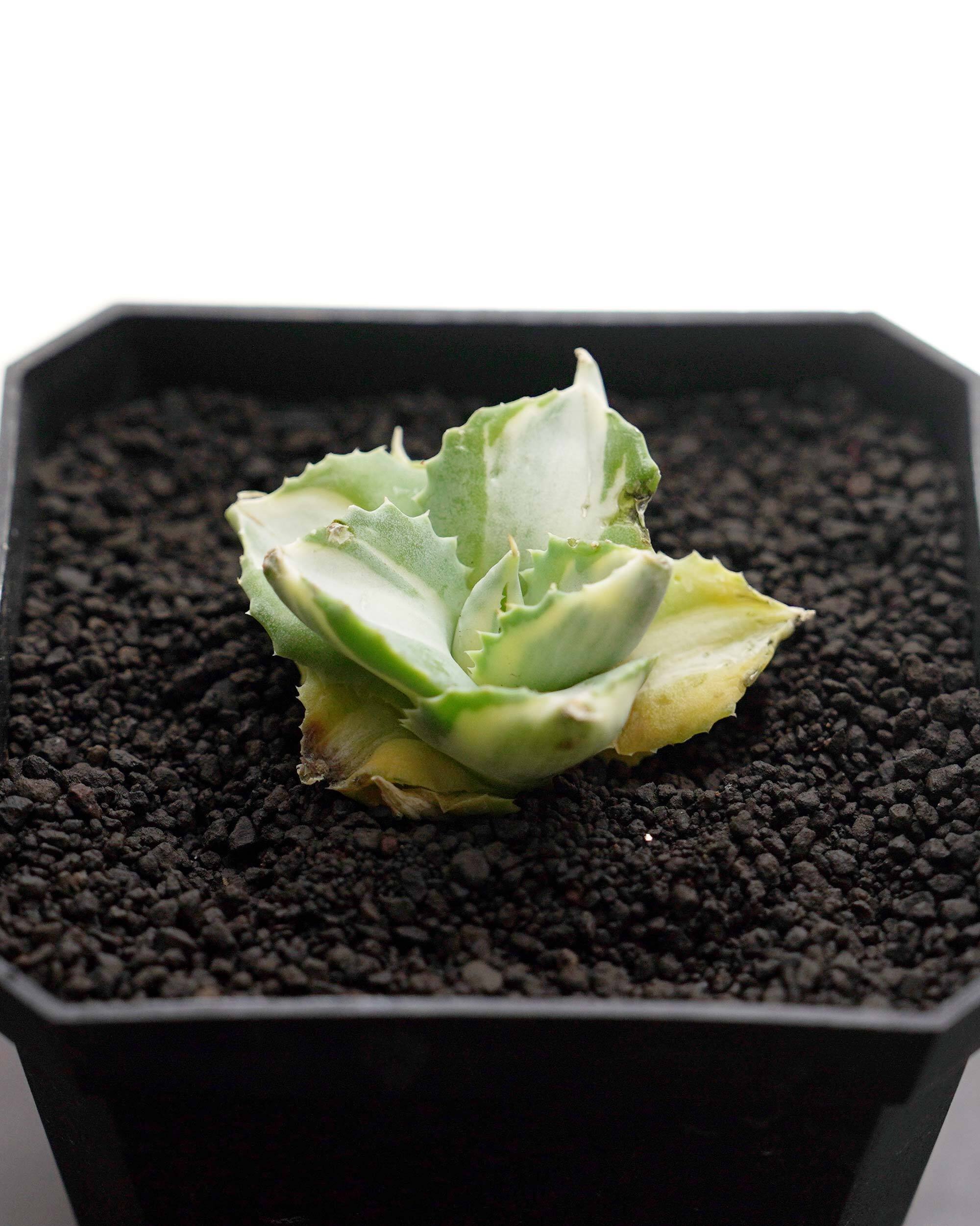 カット苗 アガベ 王妃雷神 ミニ株【日本最安値？！】 Agave potatorum