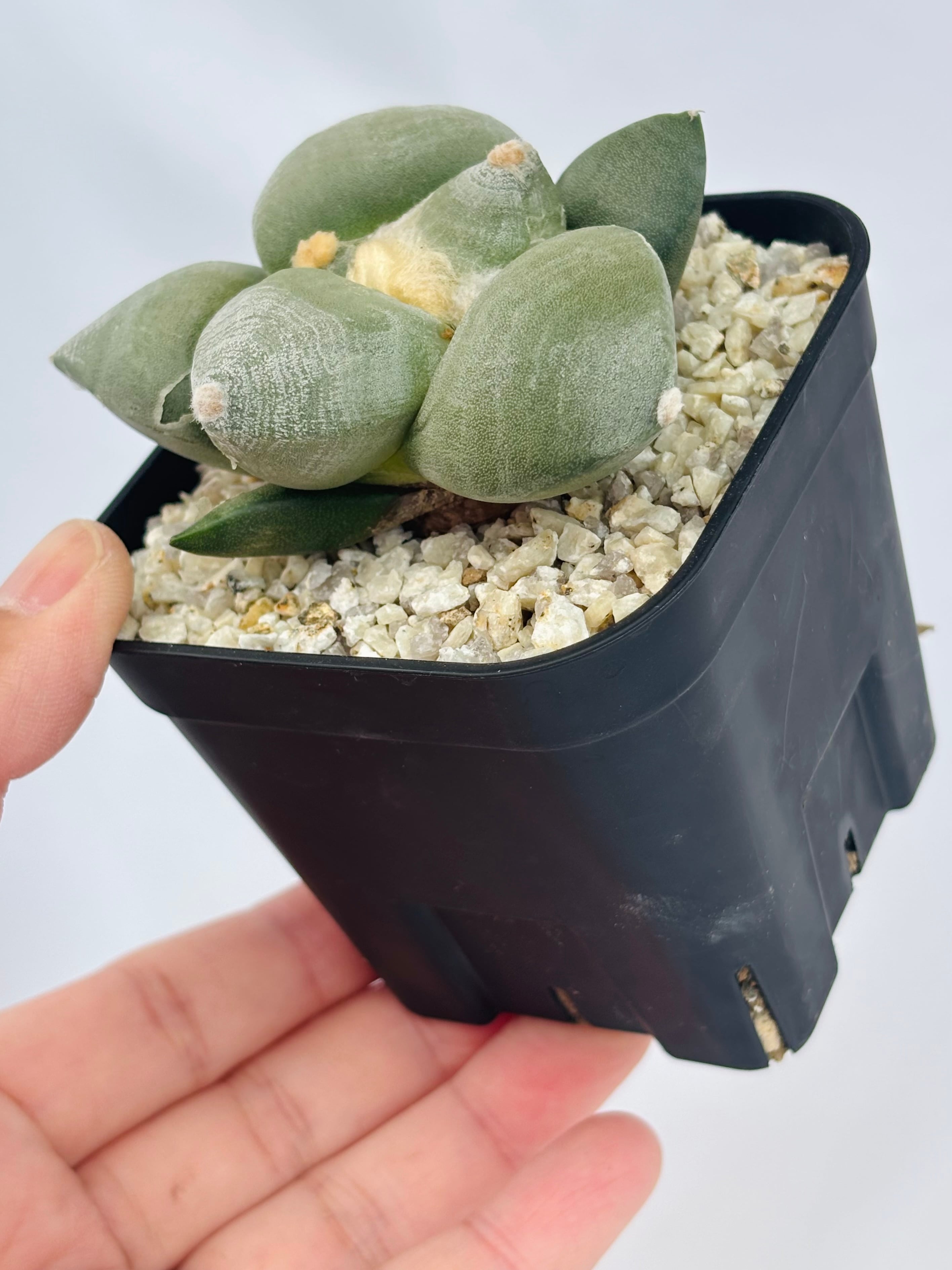 Ariocarpus furfuraceus f. アリオカルプス 大疣青磁牡丹 サボテン