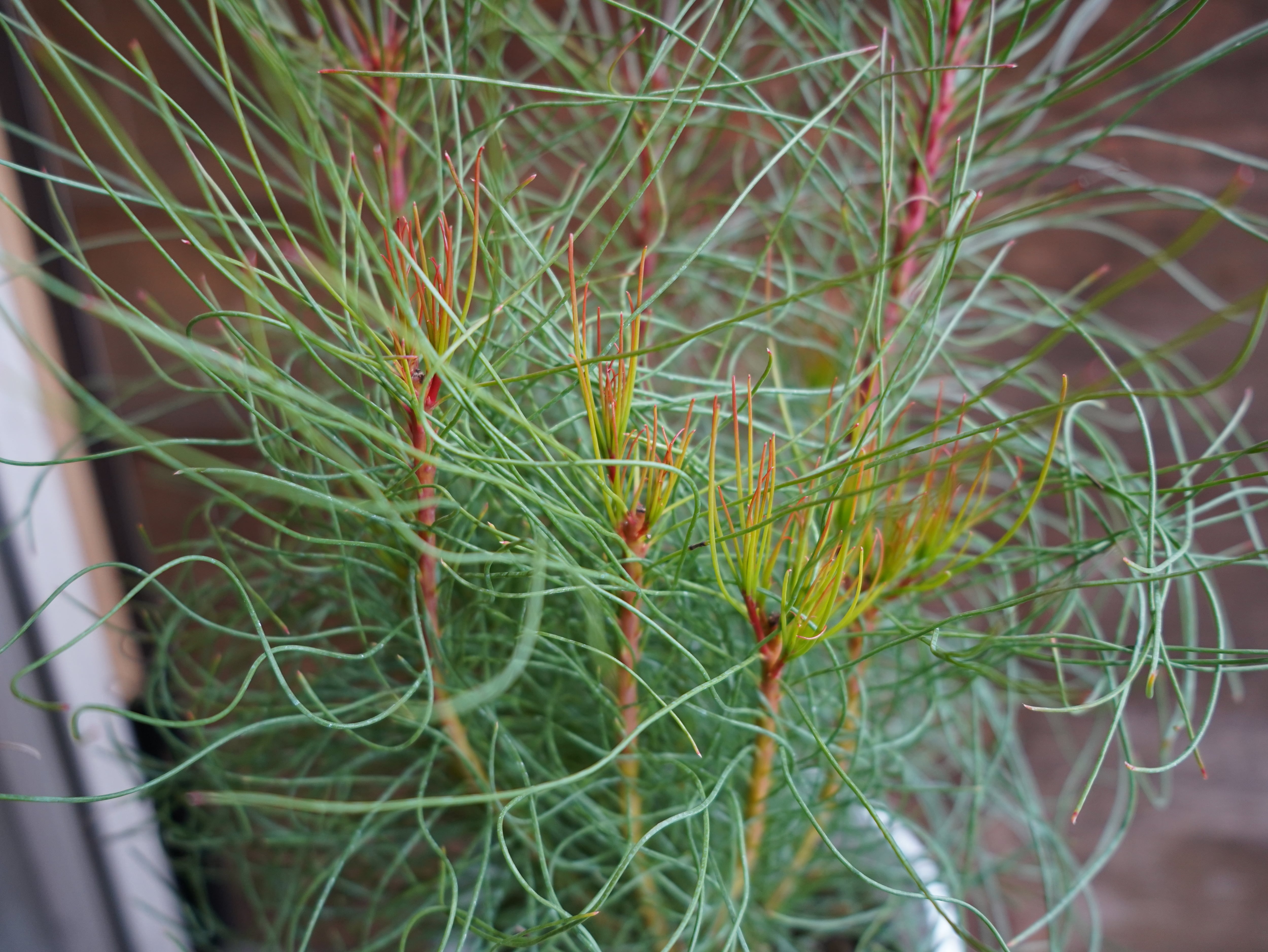 【現物】オーラックス　カンセラータ　”ブロンズヘイズ”　A