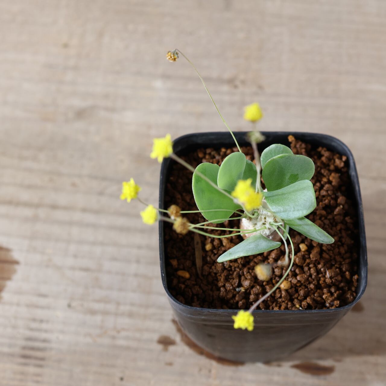 506『オトンナ ピグマエア』観葉植物【送料無料】 | MARX PLANTS