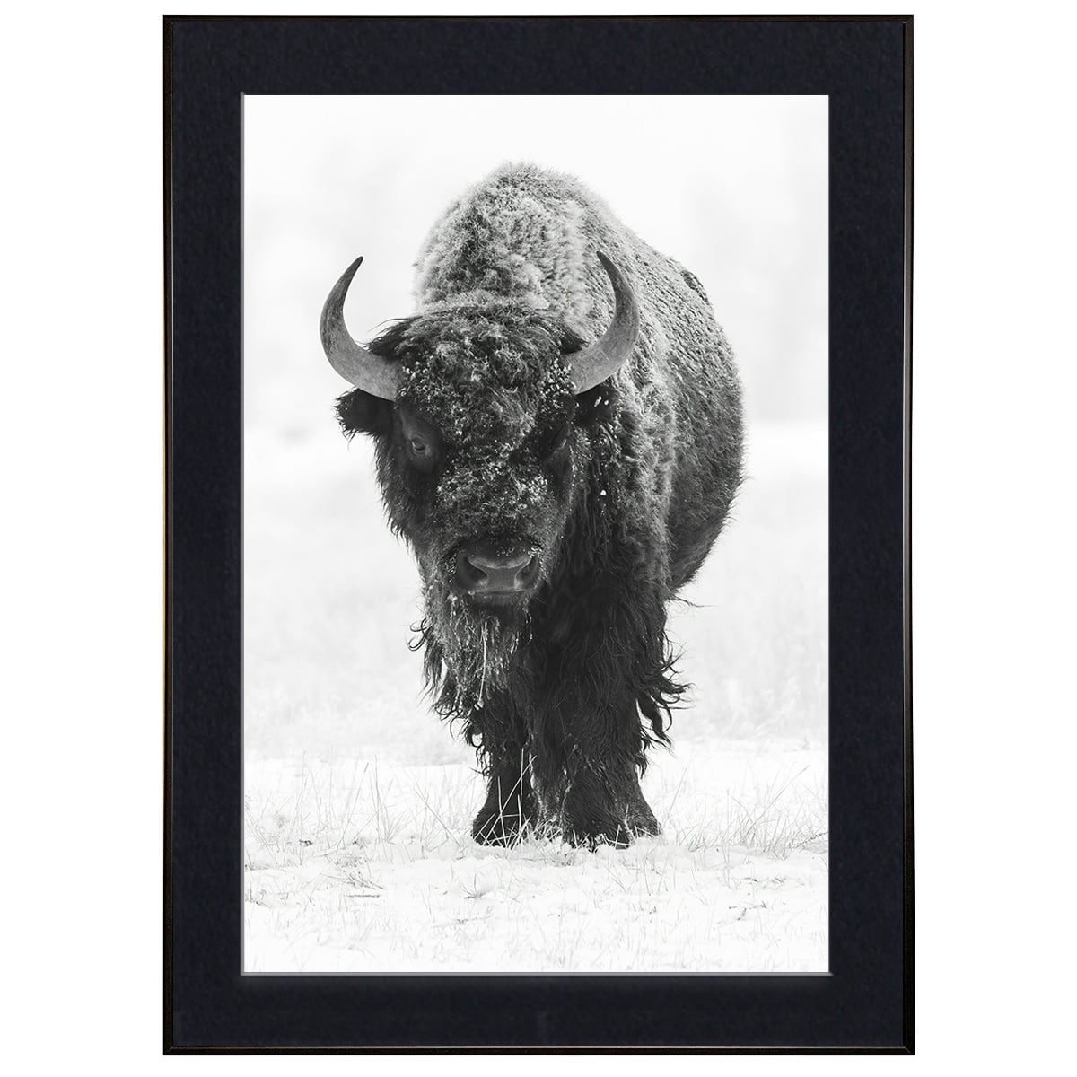動物写真 雪原の牛(バイソン) インテリア モノクロアートポスター額装 AS3211