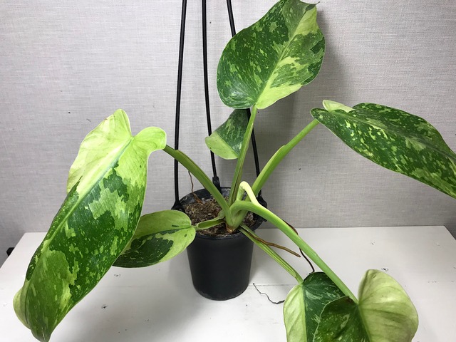 フィロデンドロン ホセボーノ