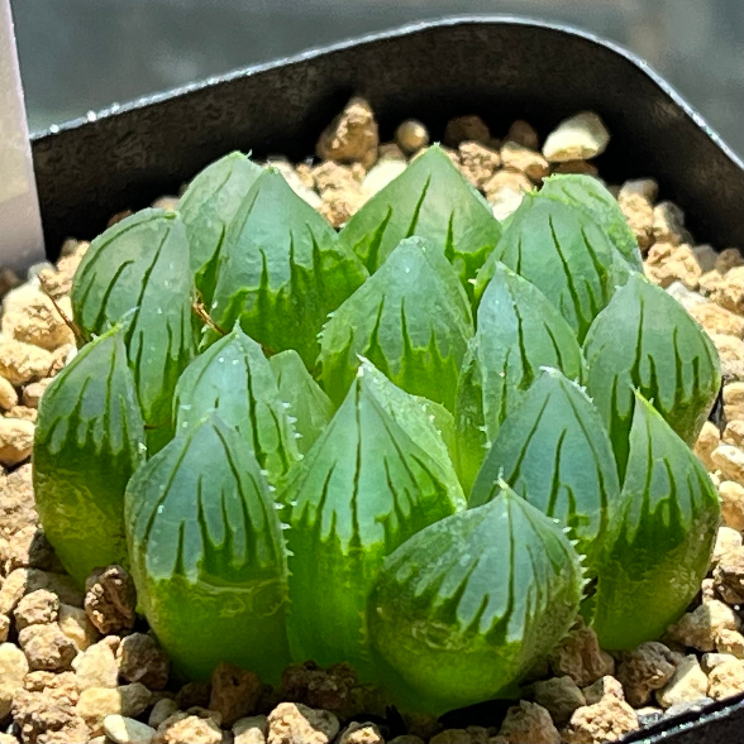 オブツーサ系 | mocono_plants