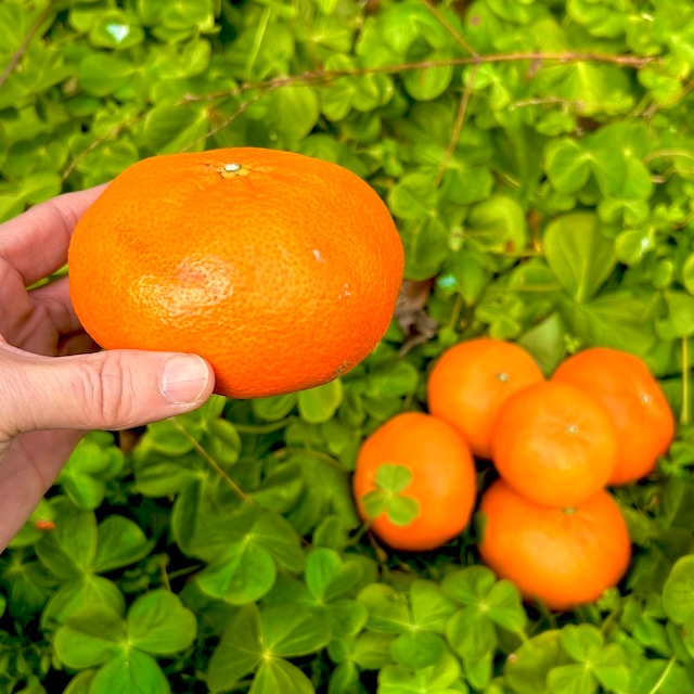 ぱりっ！と陽気な「甘平」4キロ