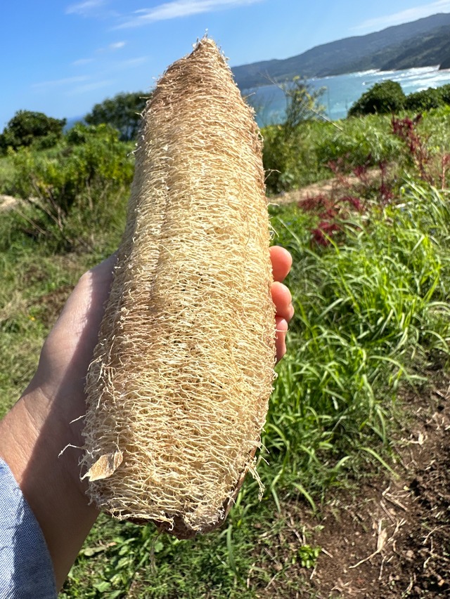 ヘチマたわし特大