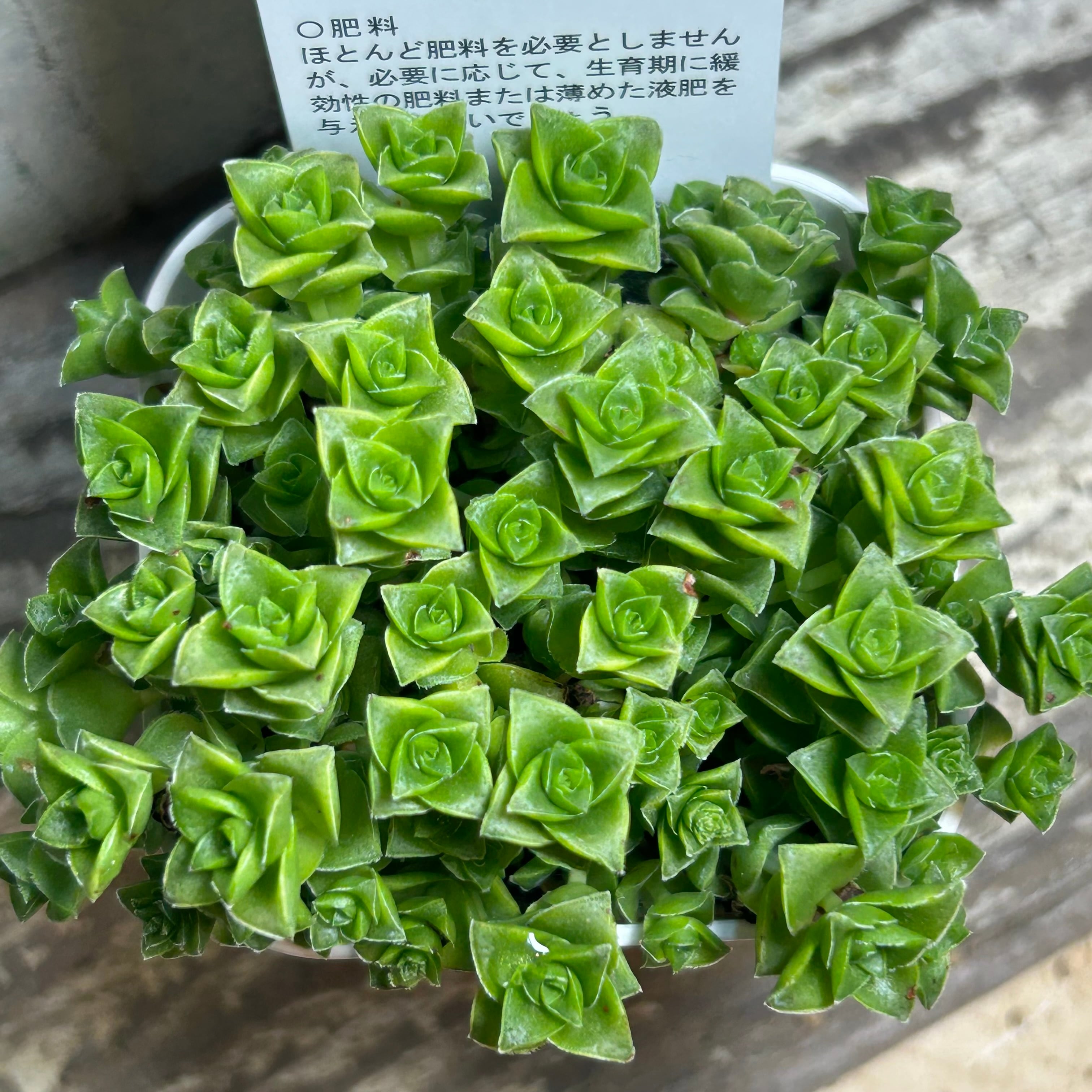 アーノルディ 多肉植物 アエオニウム アーノルディ 多肉植物 アエオニウム その他インテリア雑貨 多肉