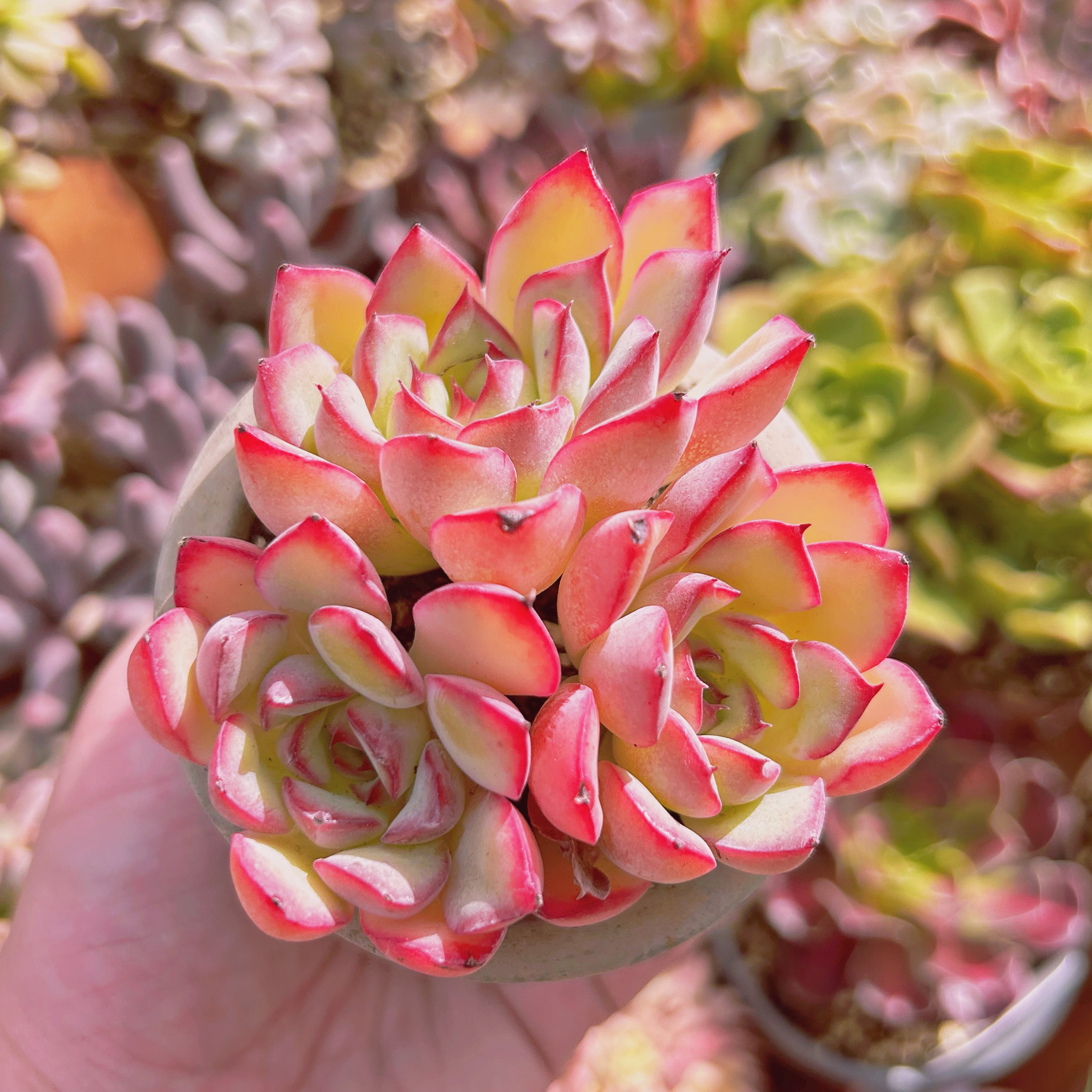 多肉植物　 Echeveria   さくらんぼ　3～4頭　大群生