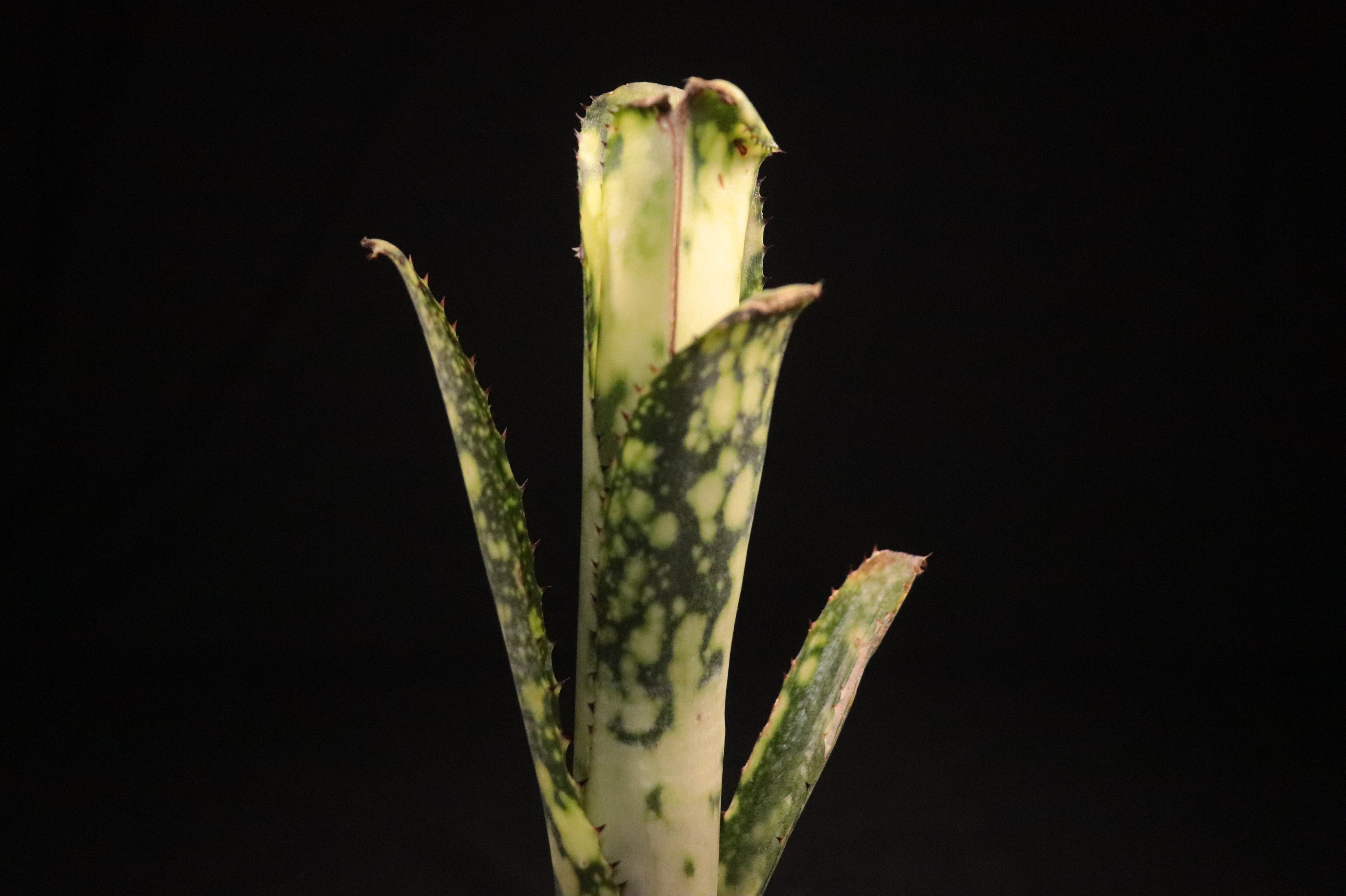 送料無料】Billbergia 'Bravo'〔ビルベルギア〕現品発送B0075