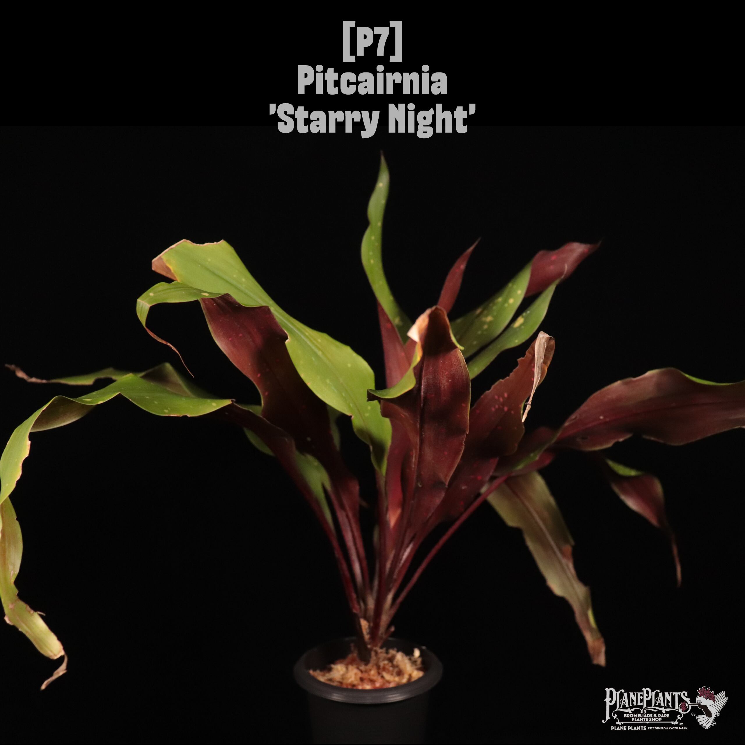 【reserved】Pitcairnia 'Starry Night'〔ピトカイルニア〕P7